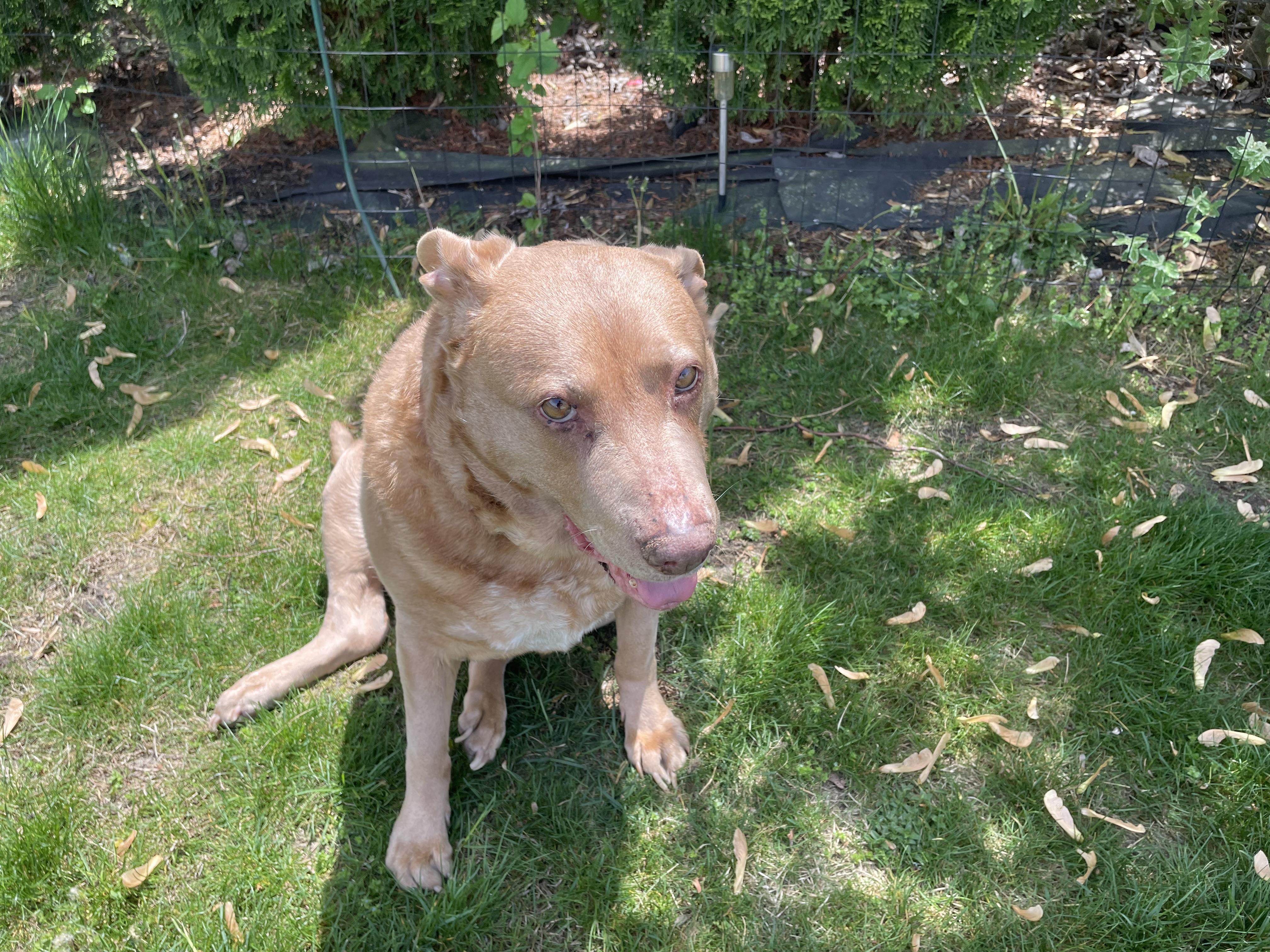 Enlarge Cher, a Adoptable mixed breed in Edgewater, NJ image 4/4