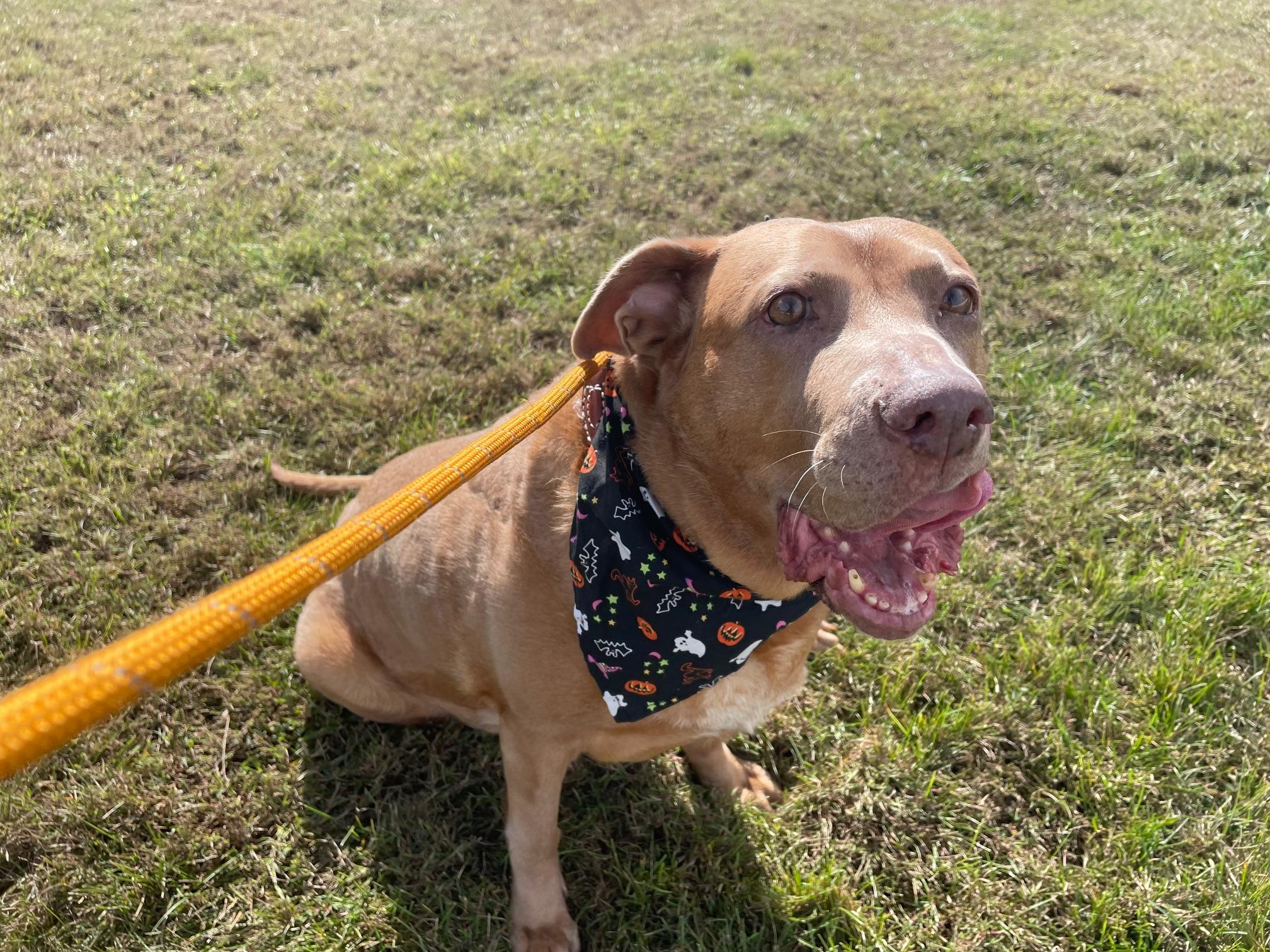 Enlarge Cher, a Adoptable mixed breed in Edgewater, NJ image 1/4