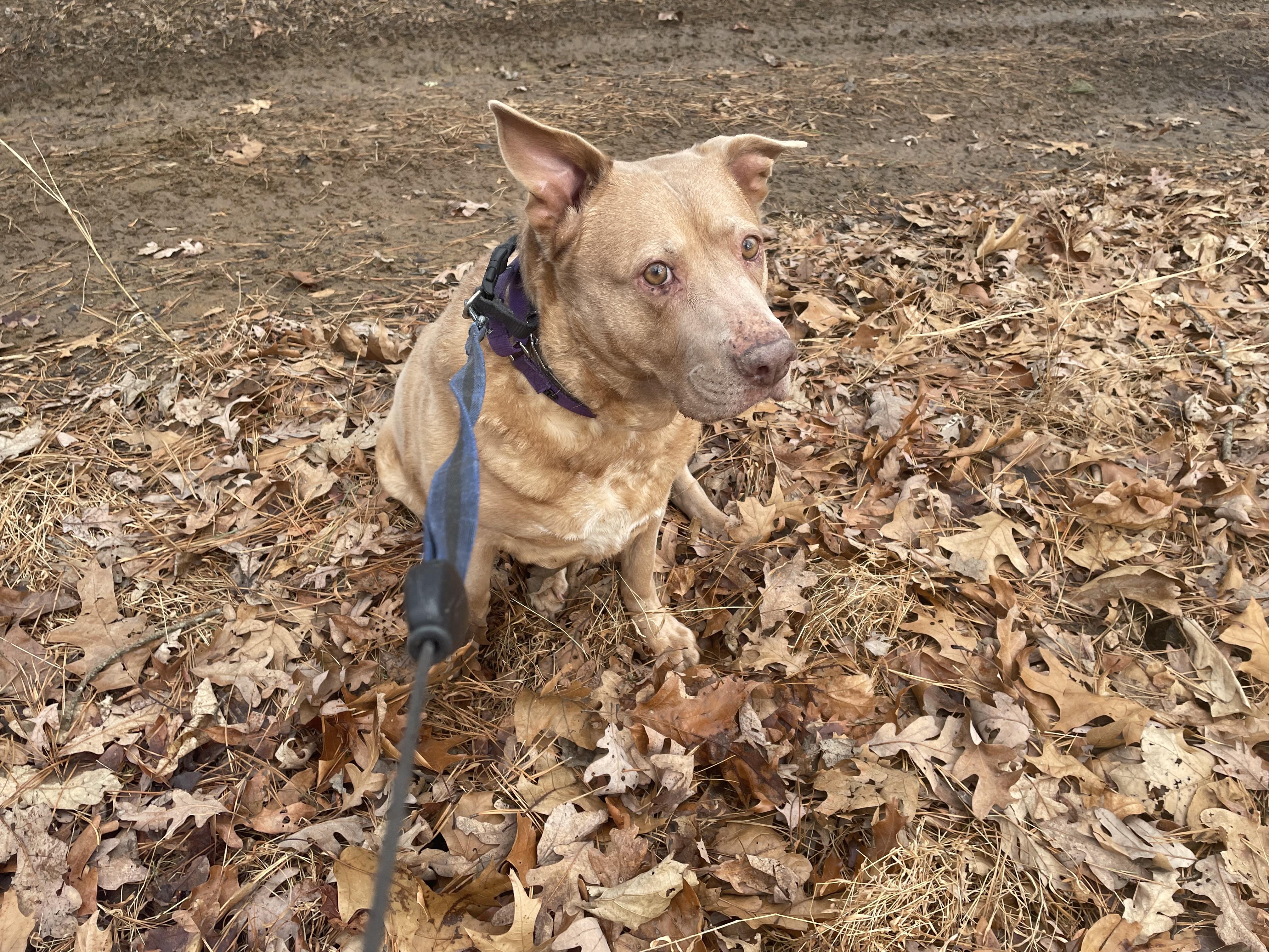 Enlarge Cher, a Adoptable mixed breed in Edgewater, NJ image 3/4