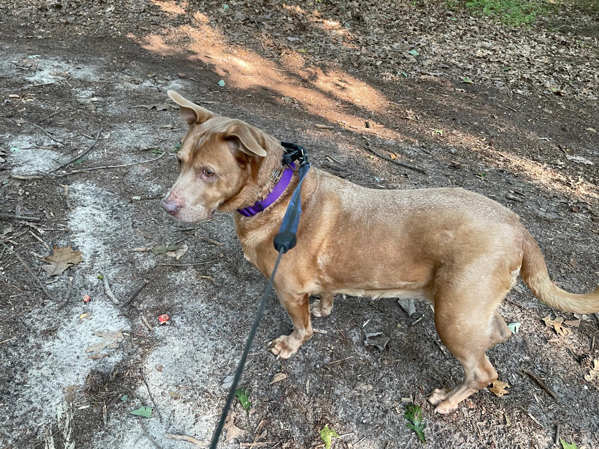 Enlarge Cher, a Adoptable mixed breed in Edgewater, NJ image 3/4