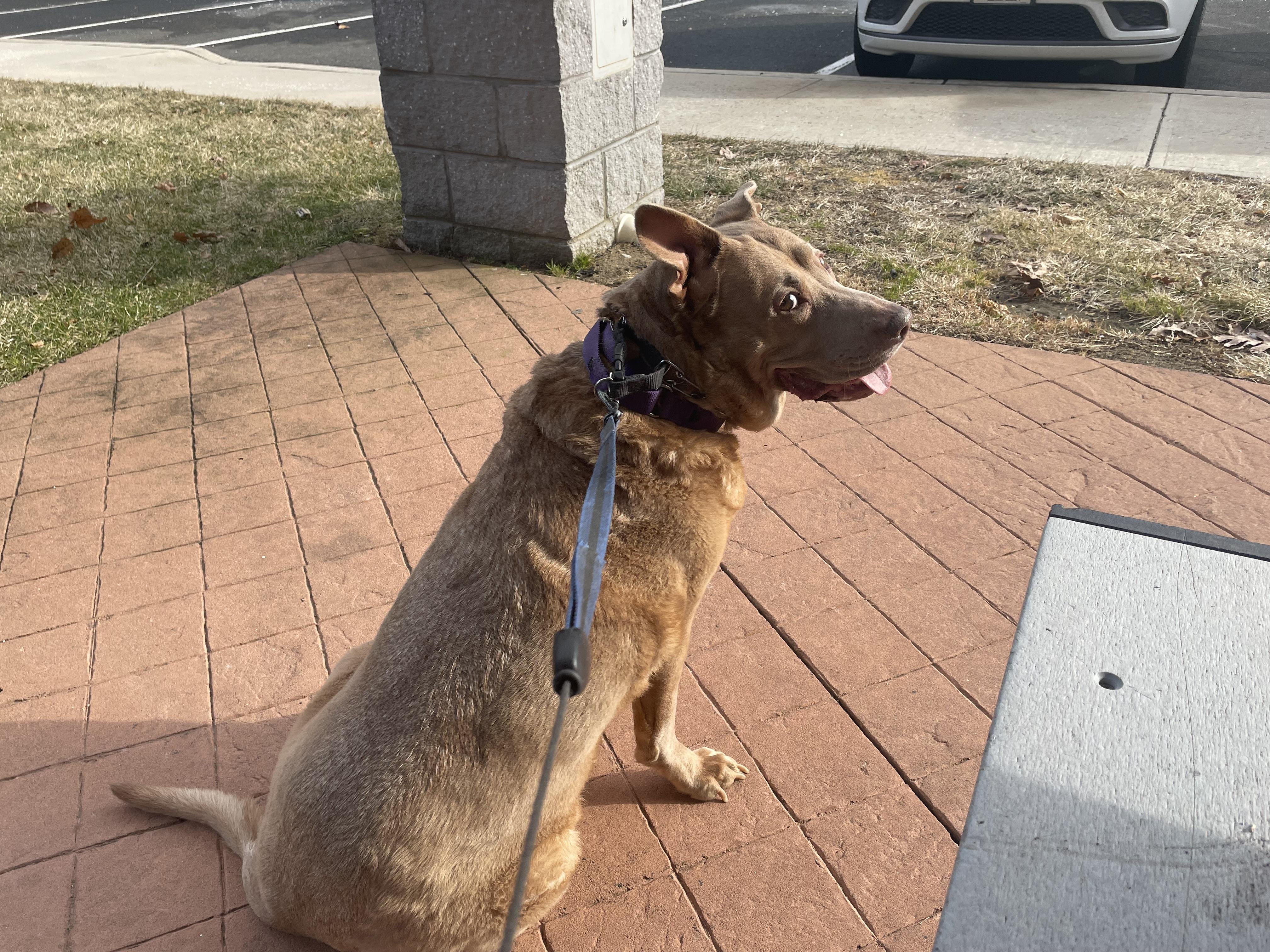 Enlarge Cher, a Adoptable mixed breed in Edgewater, NJ image 2/4