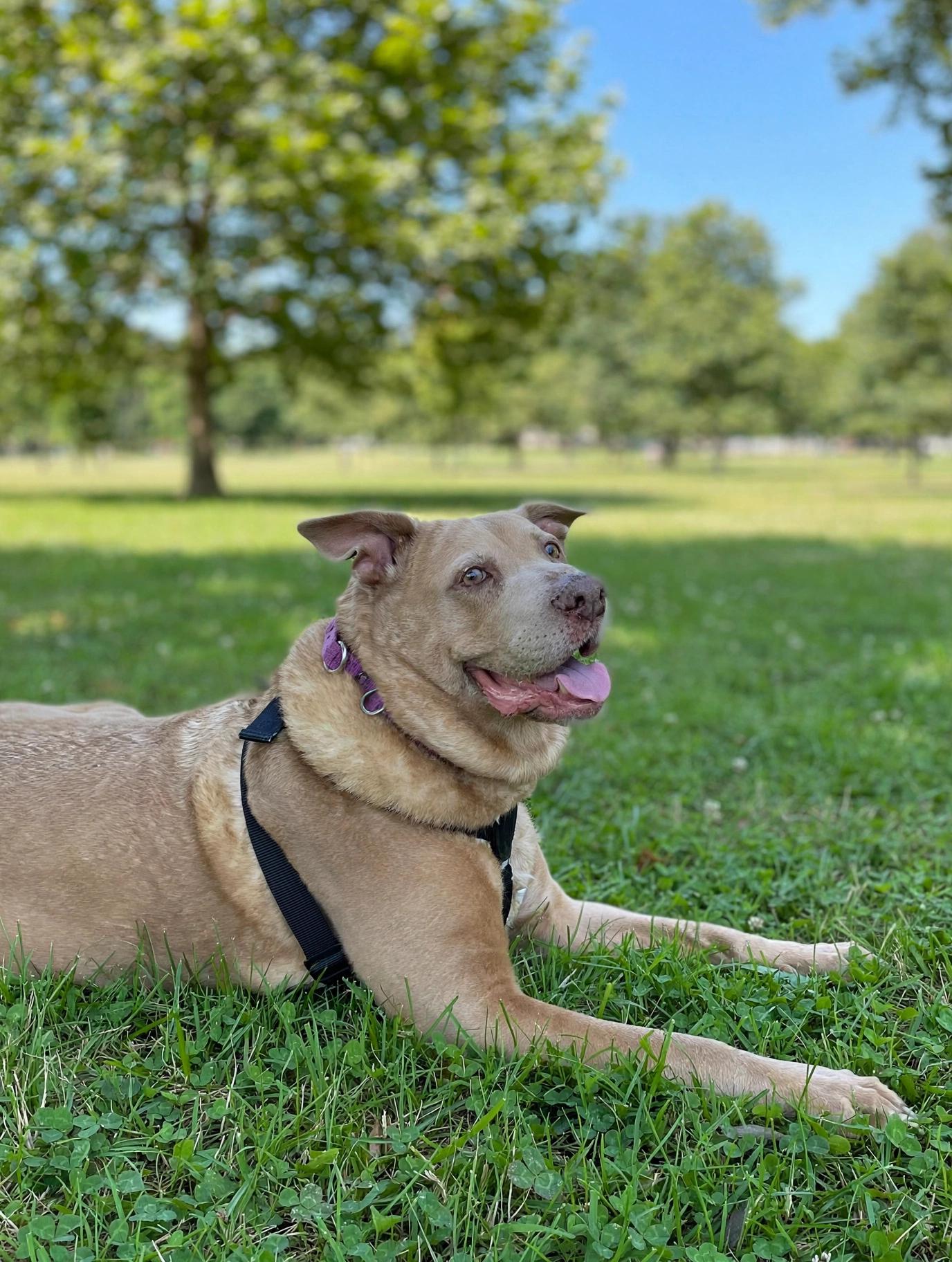 Enlarge Cher, a Adoptable mixed breed in Edgewater, NJ image 2/3