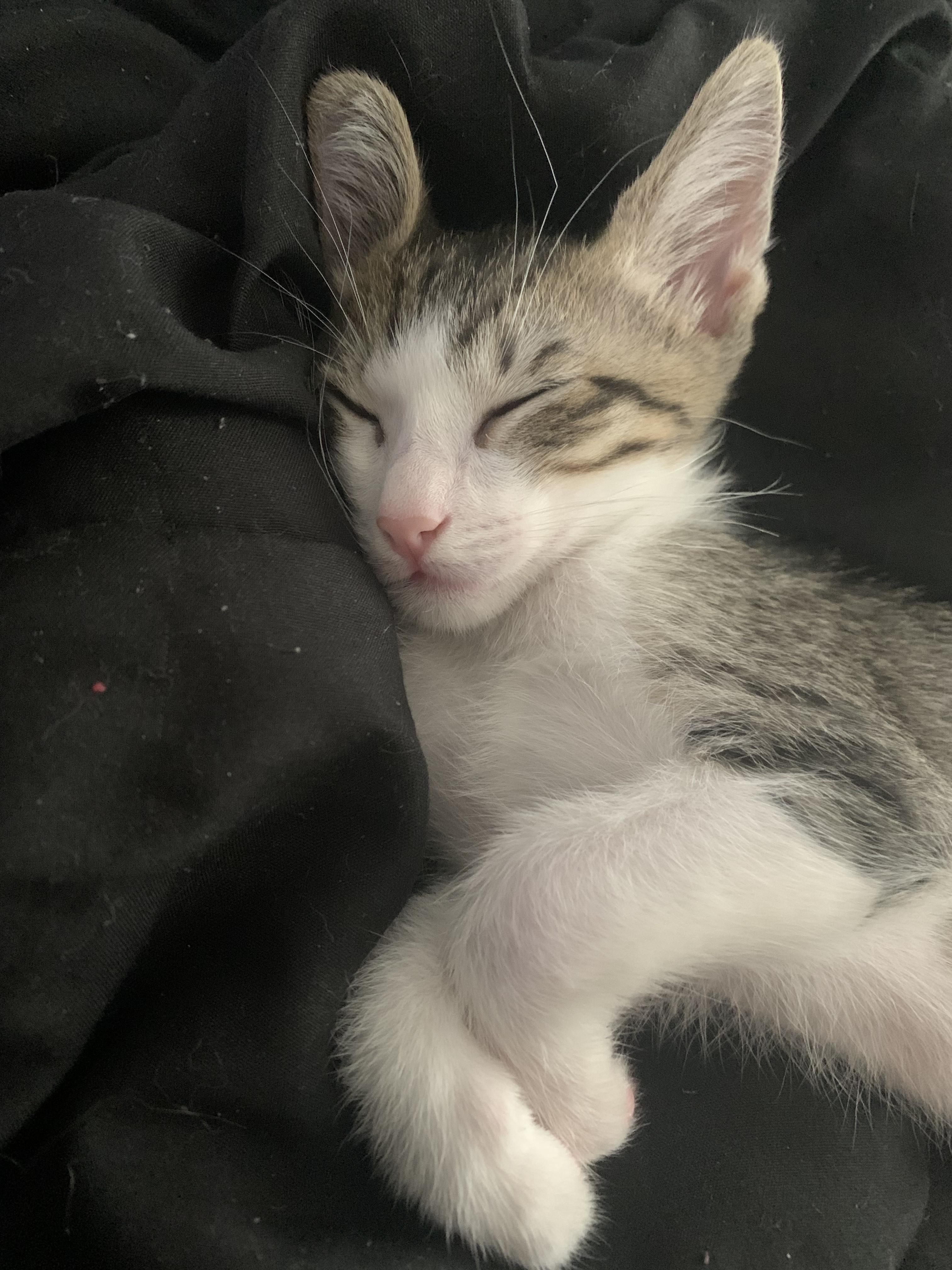 Benja (Spook's Tabby), Adopted, Adult Male Domestic Short Hair.