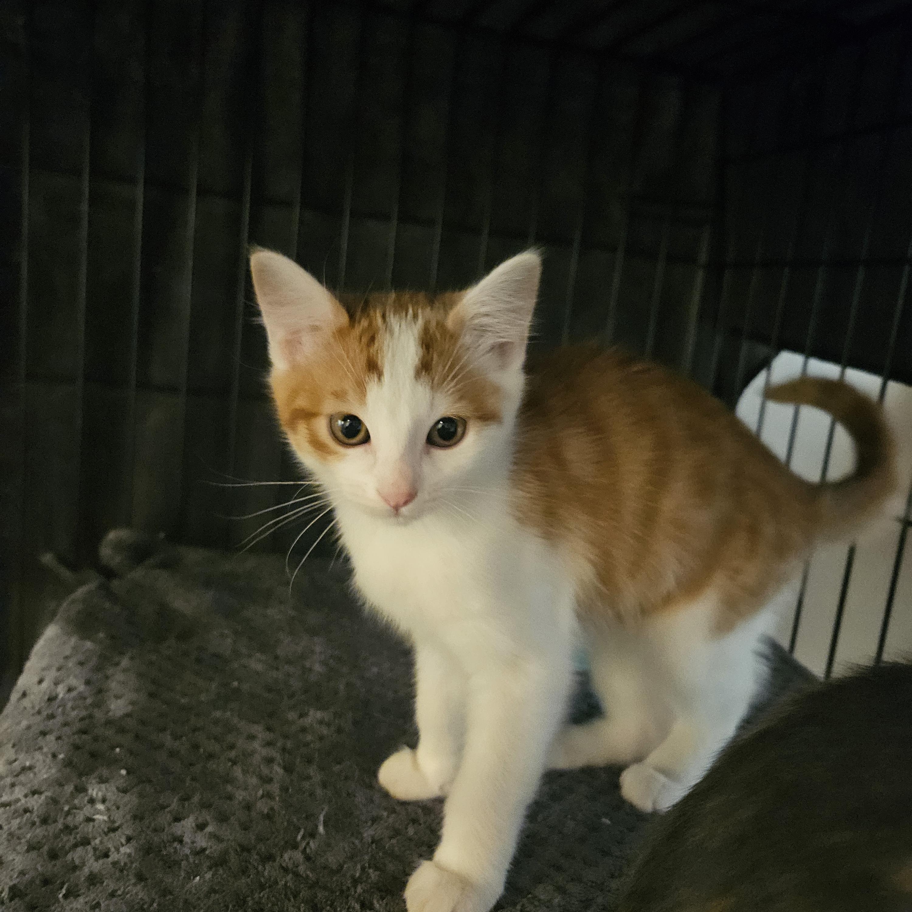 Enlarge Marcelo, a Adopted mixed breed in Pasadena, CA image 6/6