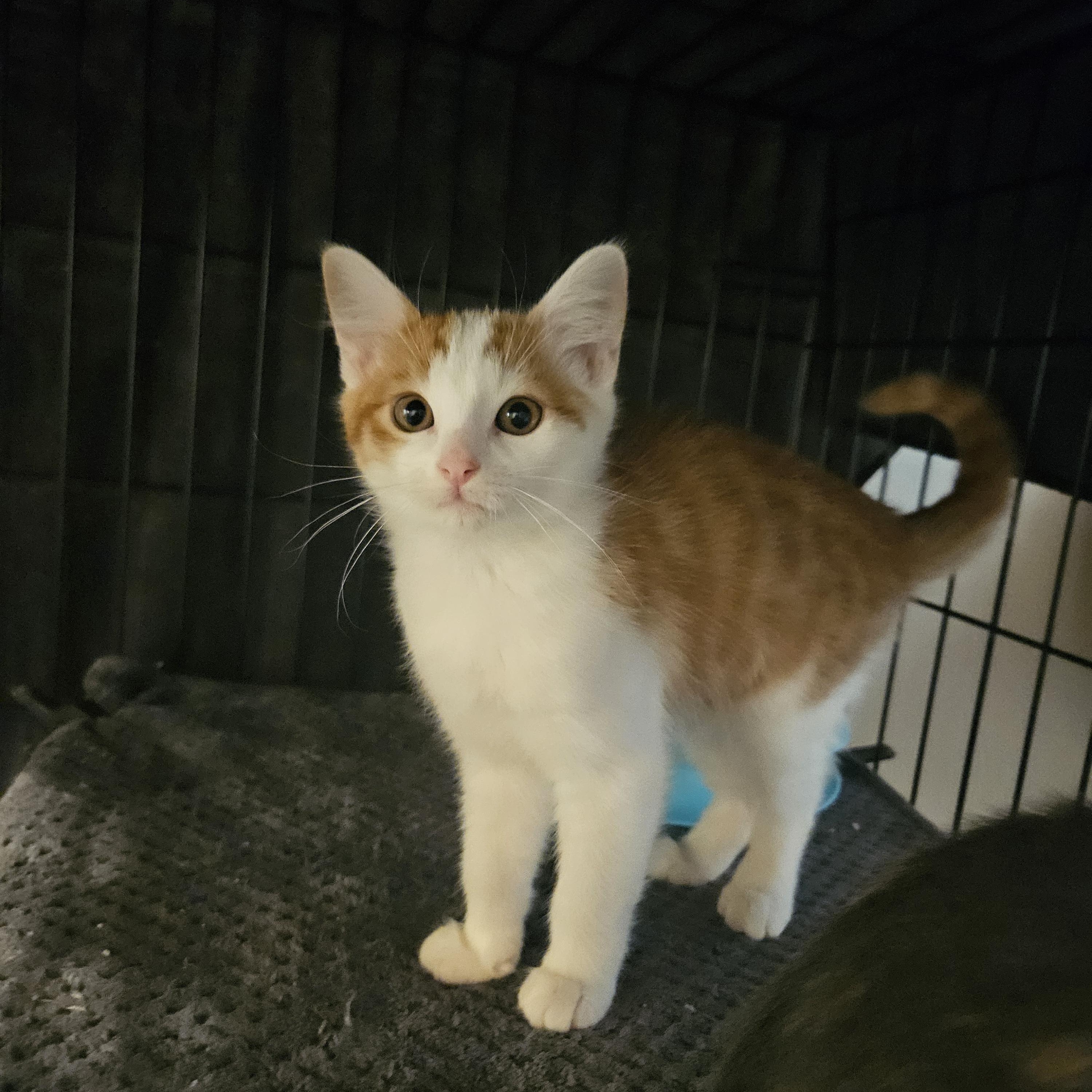 Marcelo, Adopted, Kitten Male Domestic Medium Hair.