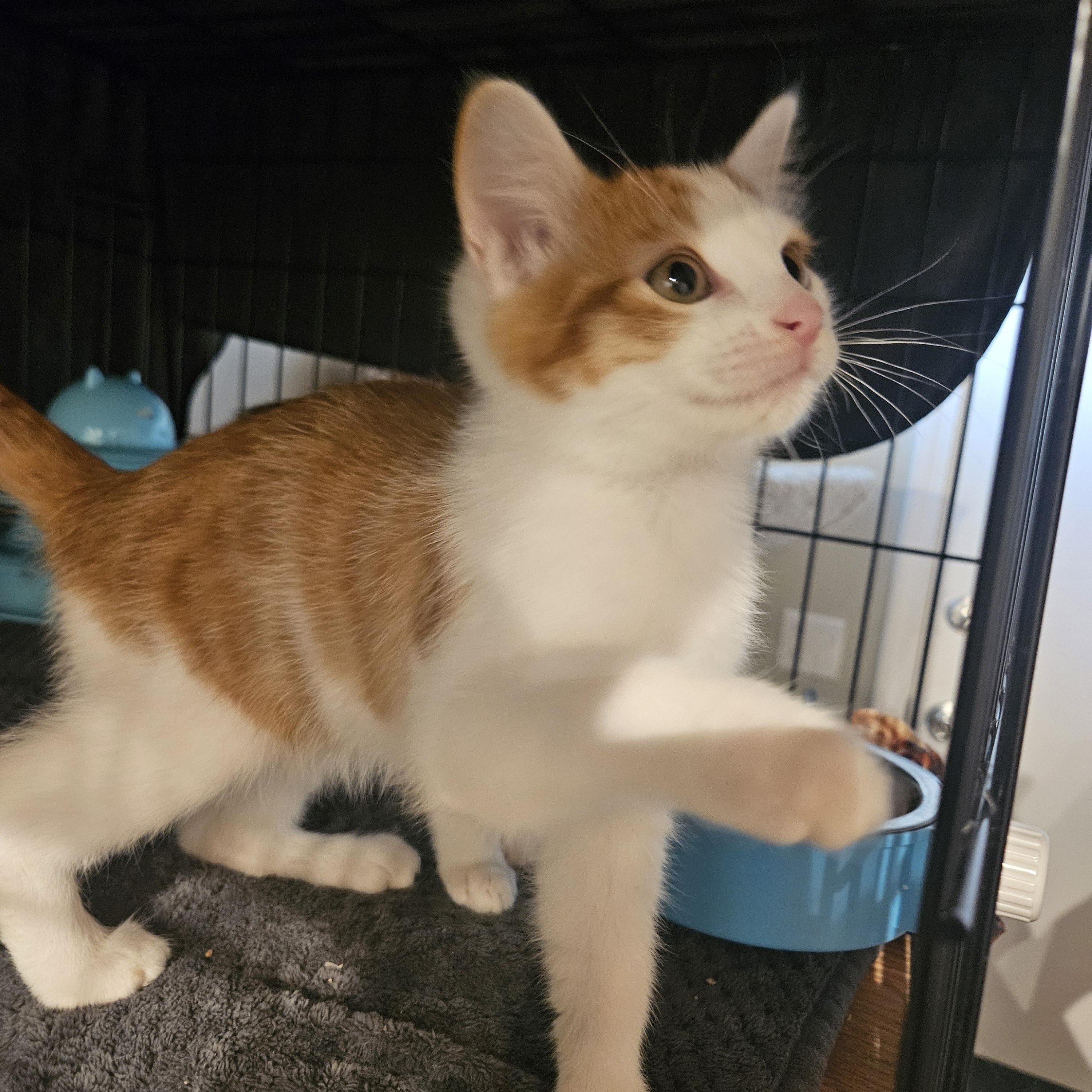 Enlarge Marcelo, a Adopted mixed breed in Pasadena, CA image 5/6