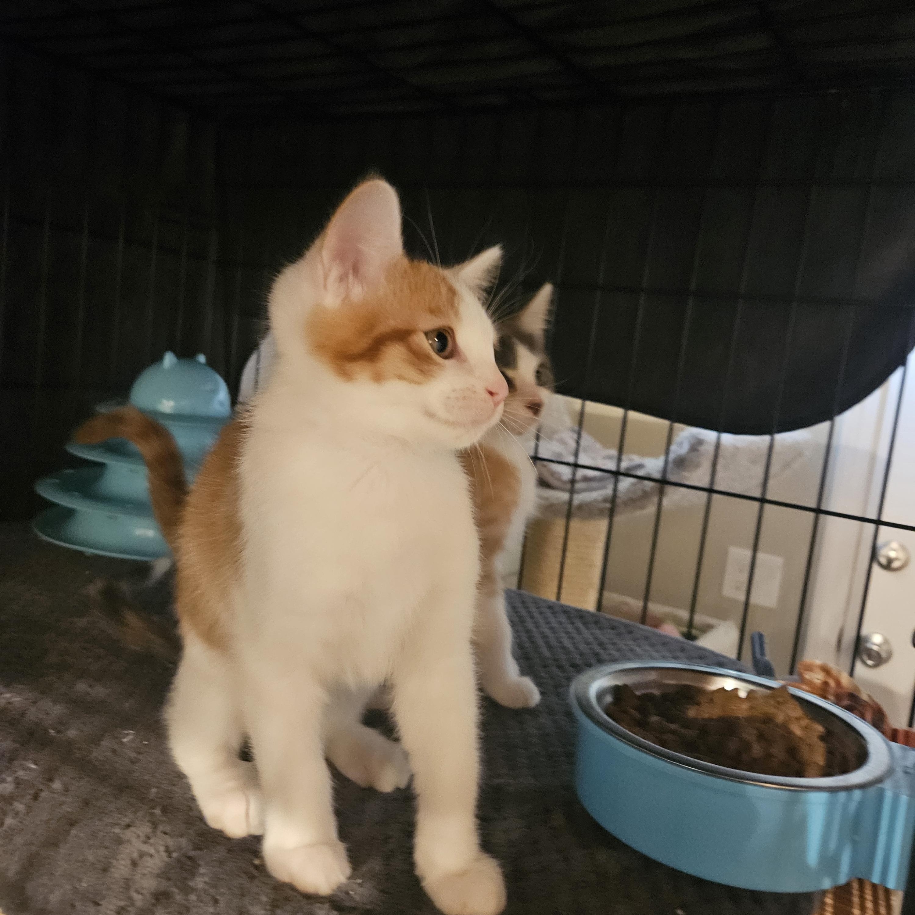 Enlarge Marcelo, a Adopted mixed breed in Pasadena, CA image 4/6