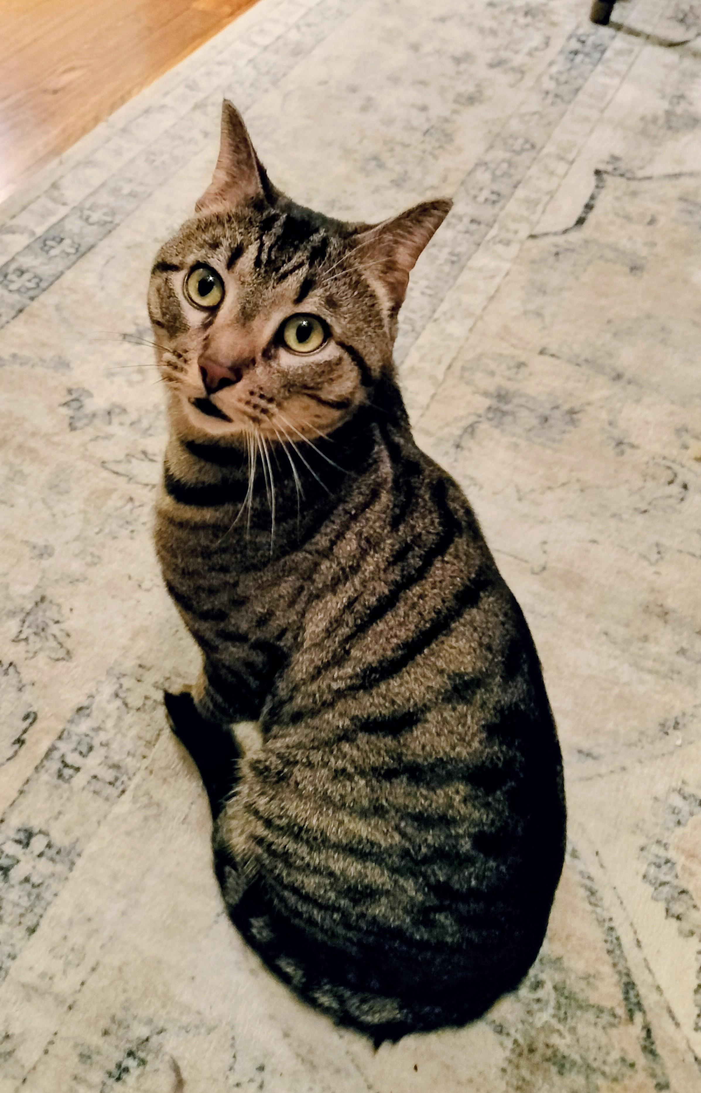 Watson, adopted, Adult Male Tabby.