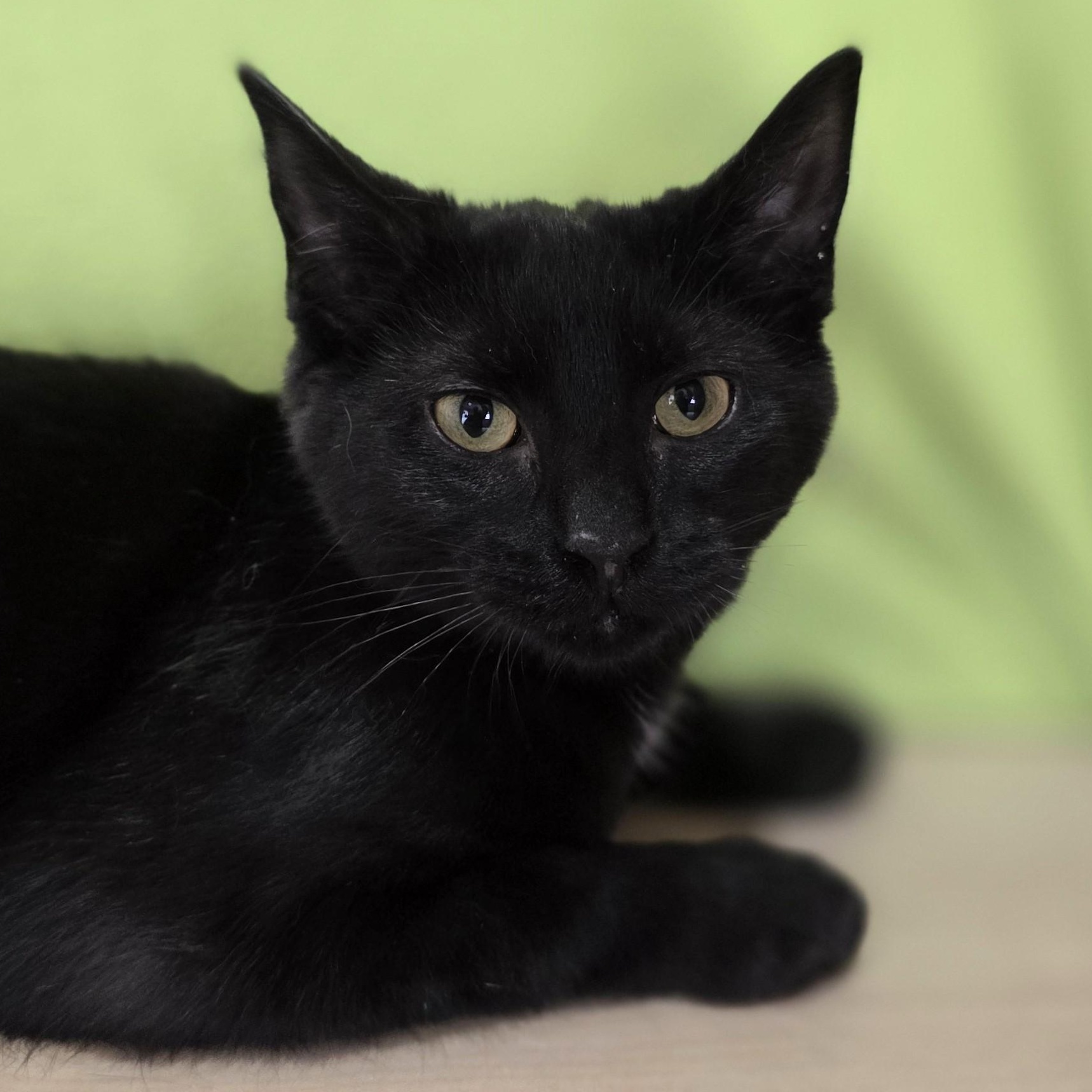Enlarge Buzz, an adopted Domestic Short Hair in Macomb Twp, MI image 3/6