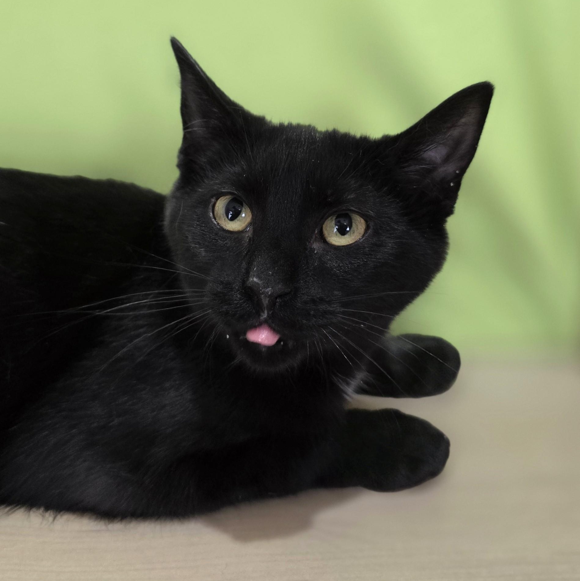 Enlarge Buzz, an adopted Domestic Short Hair in Macomb Twp, MI image 2/6