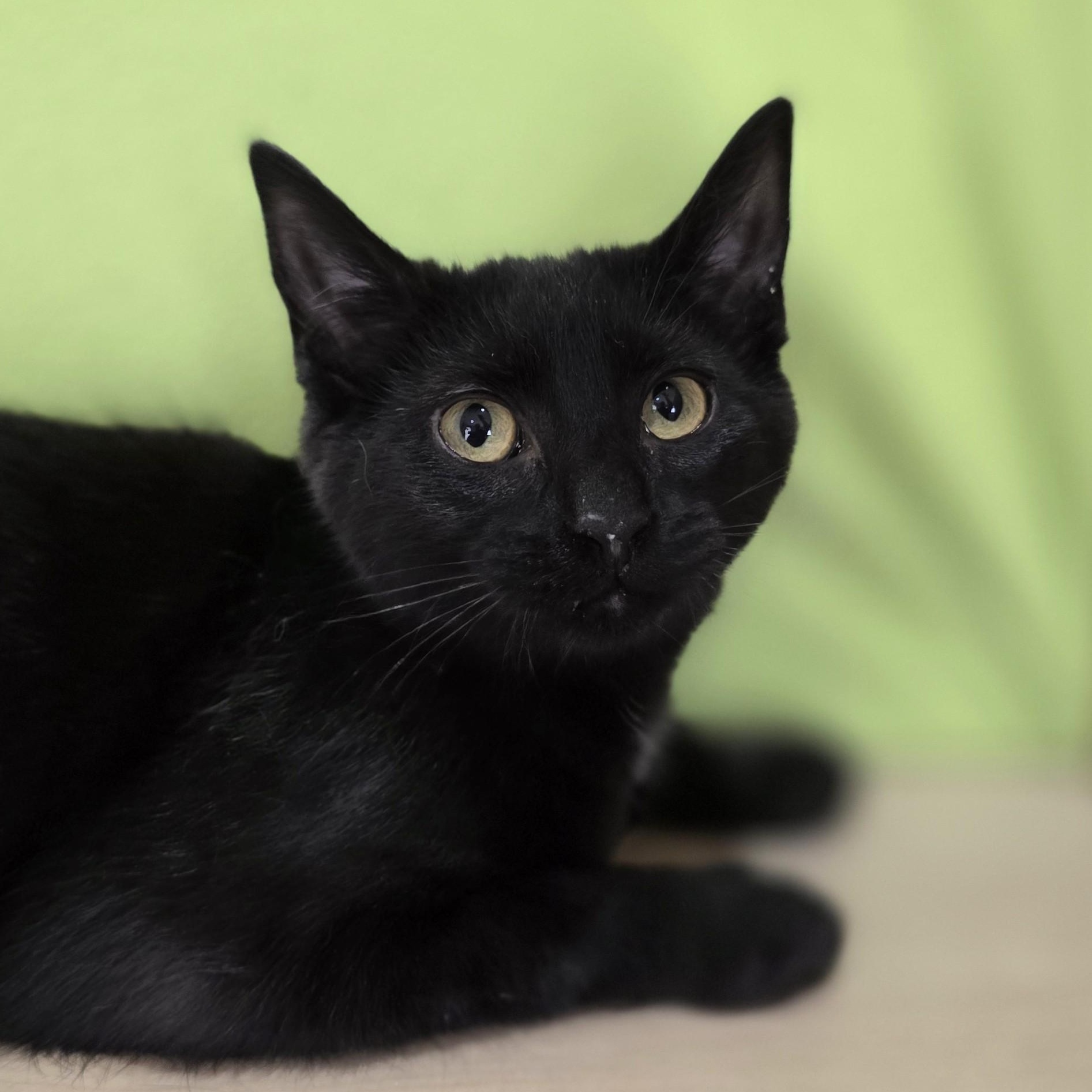 Buzz, adopted, Young Male Domestic Short Hair.