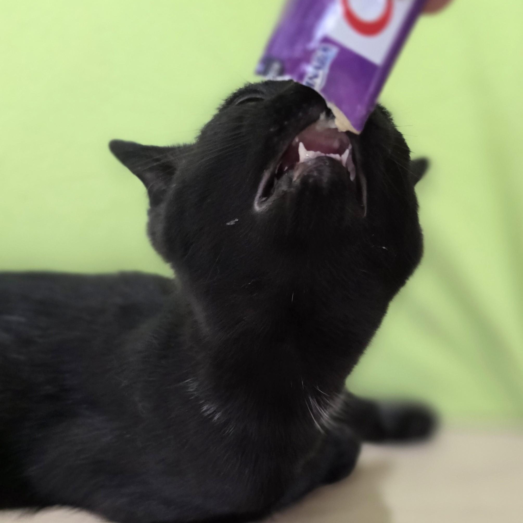 Enlarge Buzz, an adopted Domestic Short Hair in Macomb Twp, MI image 6/6