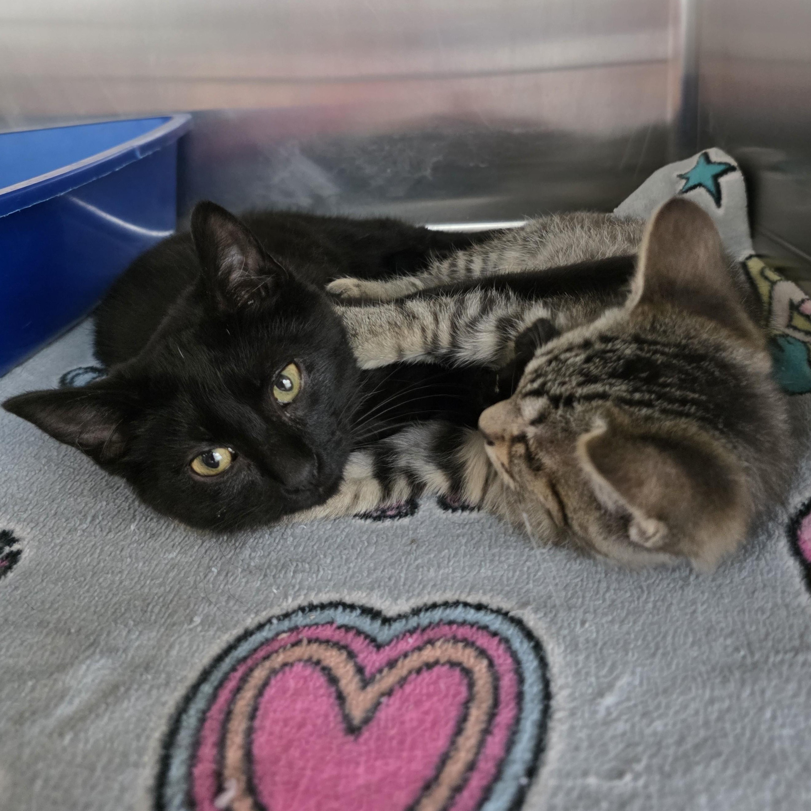 Enlarge Buzz, an adopted Domestic Short Hair in Macomb Twp, MI image 5/6