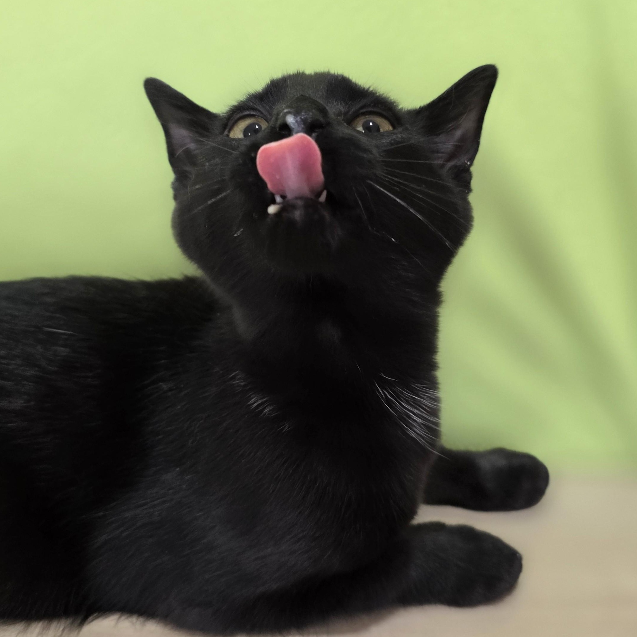 Enlarge Buzz, an adopted Domestic Short Hair in Macomb Twp, MI image 4/6
