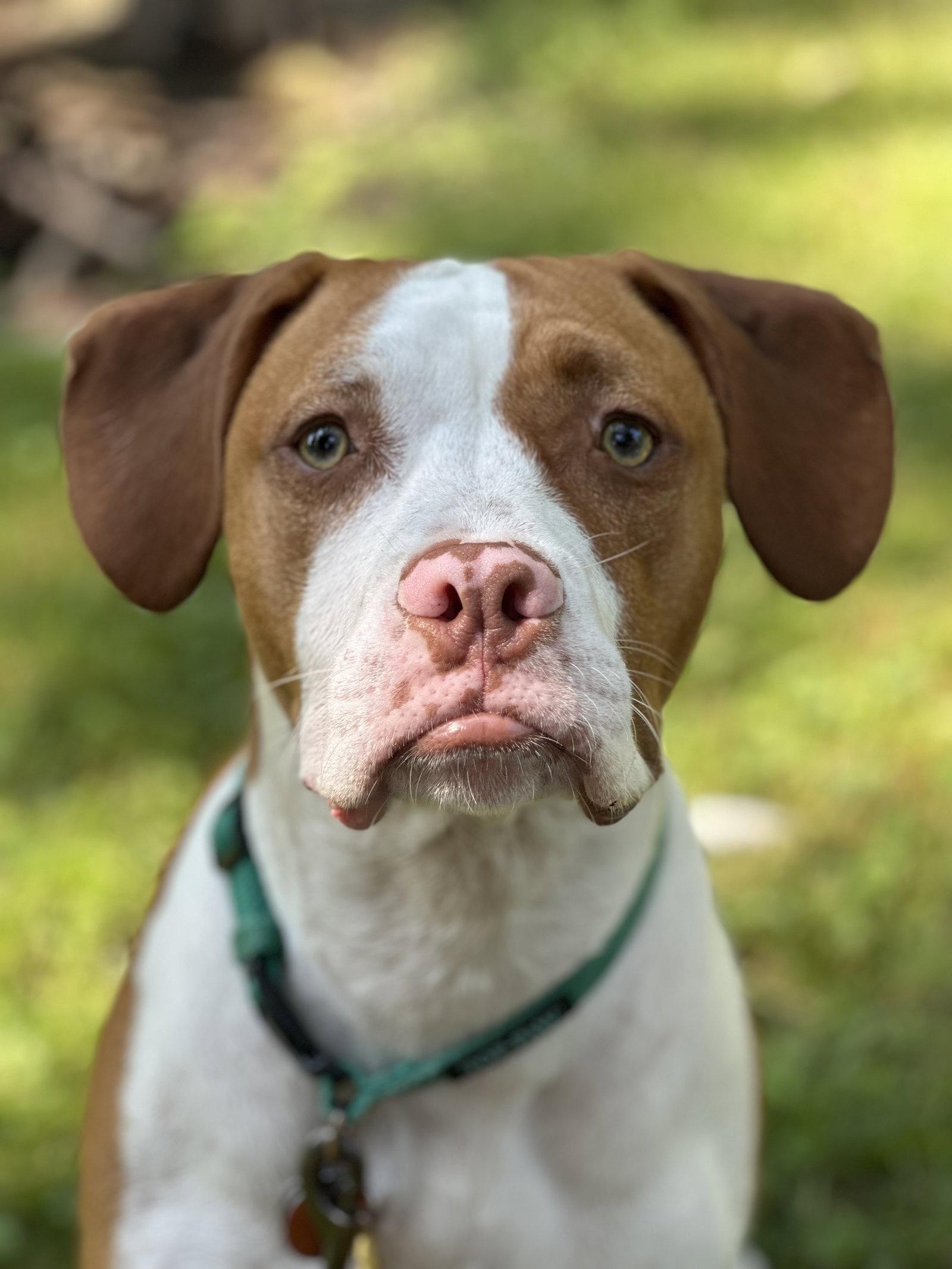 Arlo, Adoptable, Young Male Pit Bull Terrier.