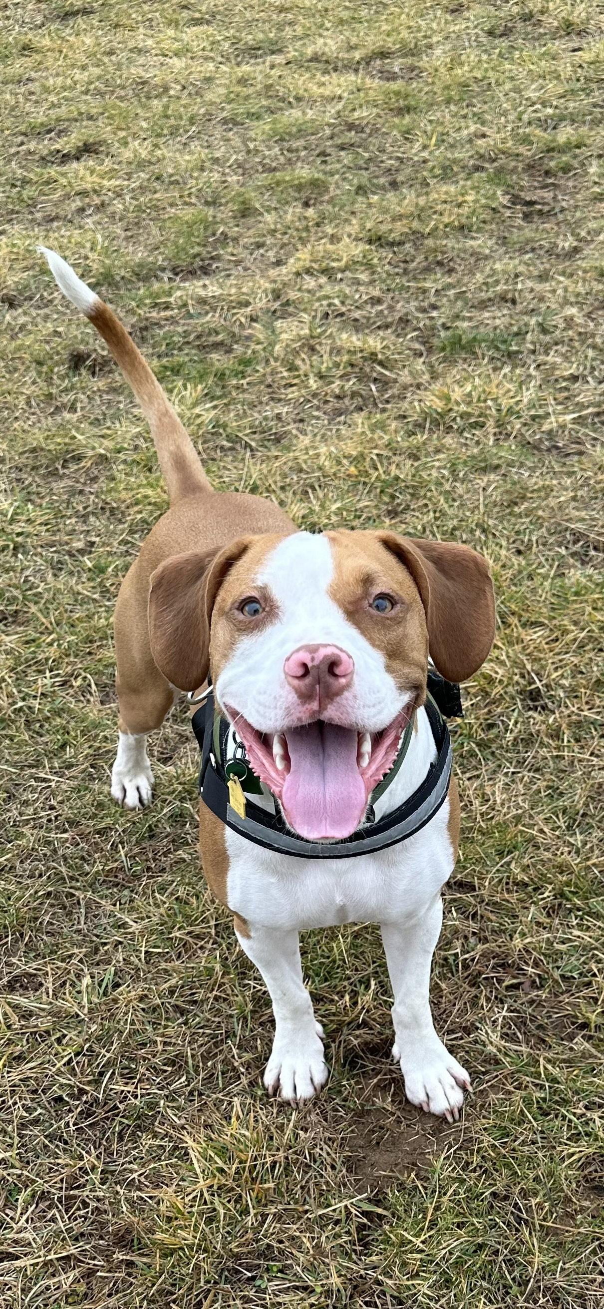 Enlarge Arlo, a Adoptable Pit Bull Terrier in Shillington, PA image 2/3