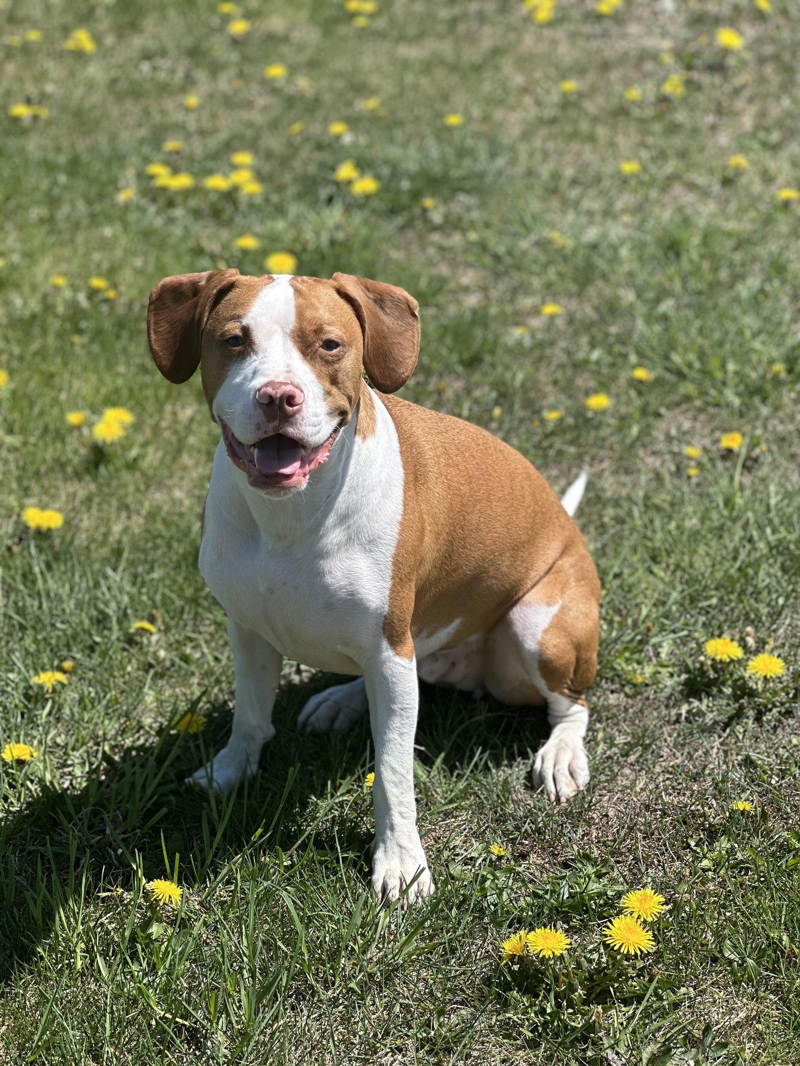 Enlarge Arlo, a Adoptable Pit Bull Terrier in Shillington, PA image 3/3