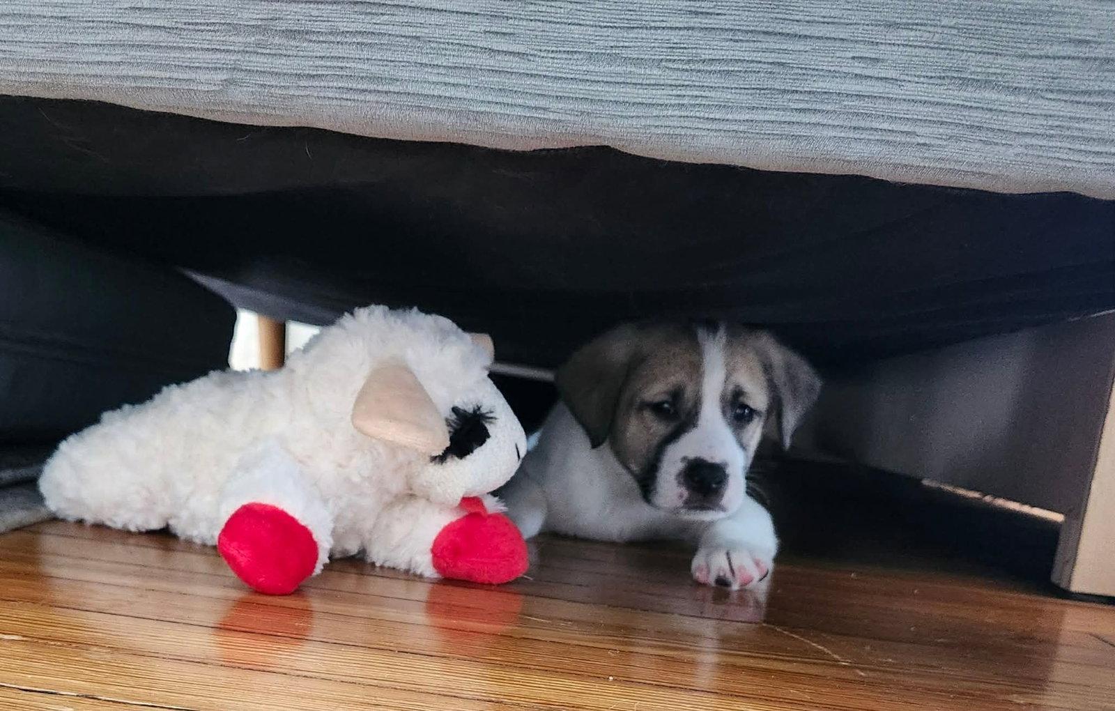 PETRUCHIO, Adopted, Young Male Great Pyrenees.