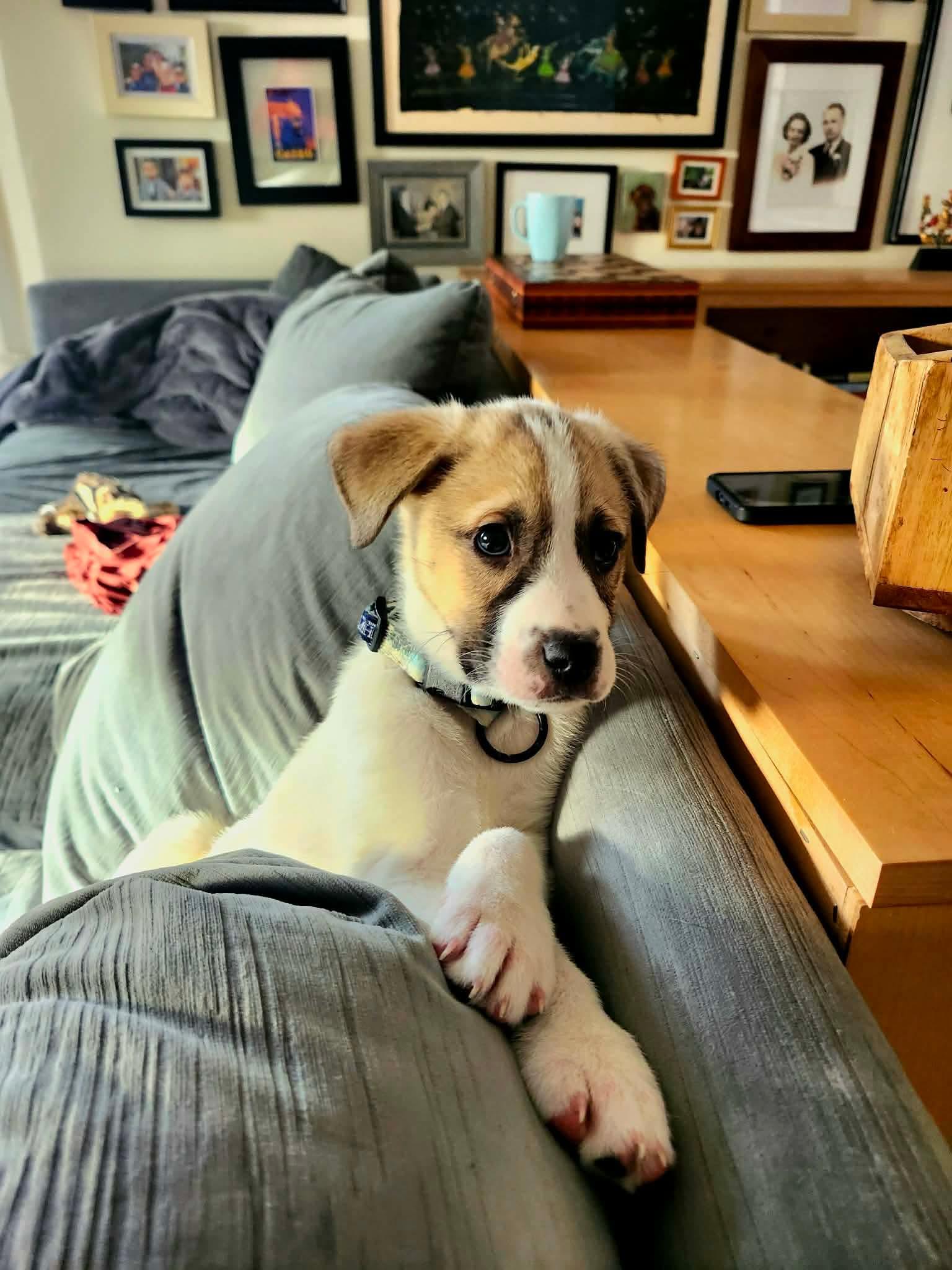 Enlarge PETRUCHIO, a Adopted Great Pyrenees in Pomfret Center, CT image 2/3