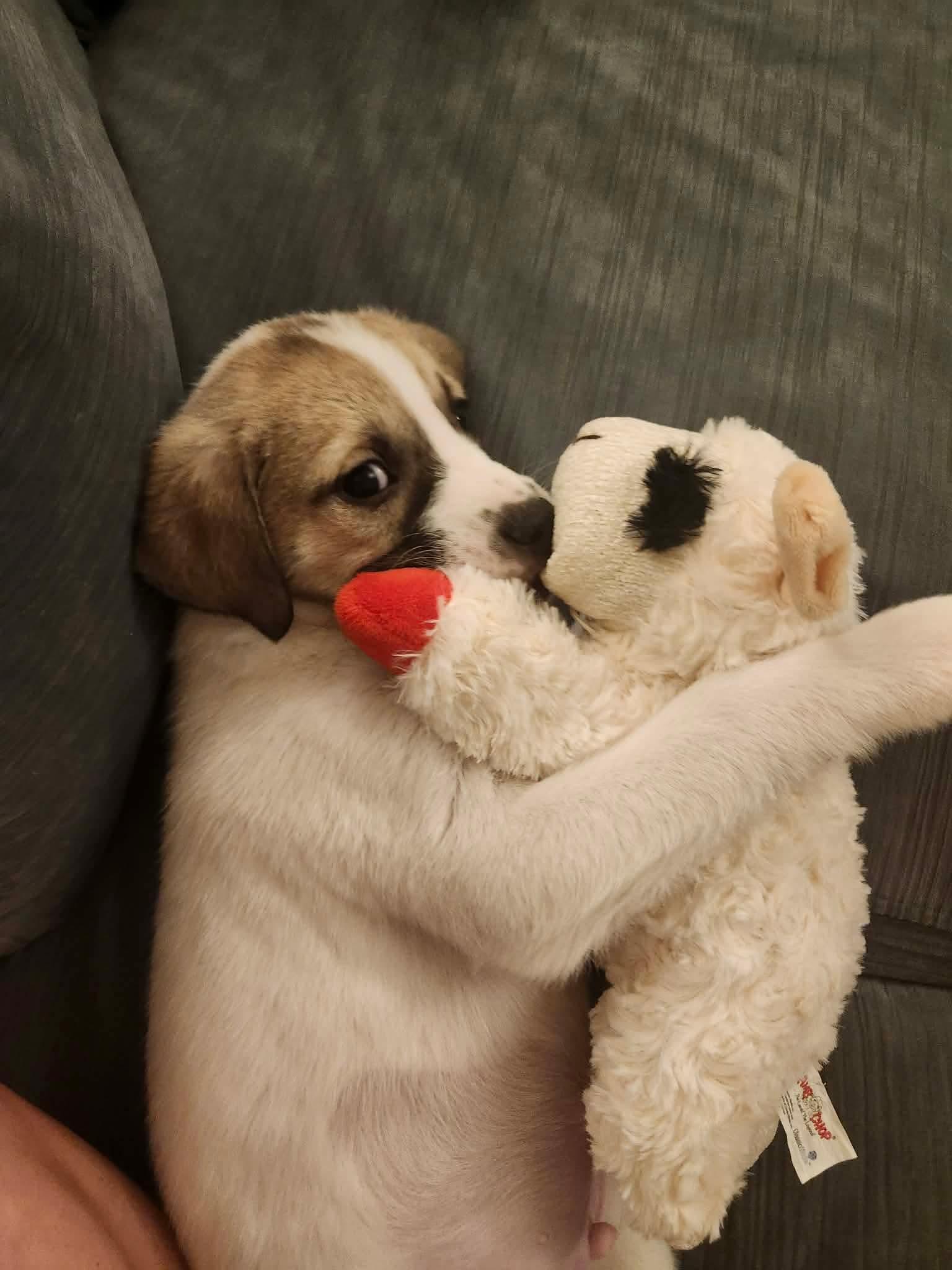 Enlarge PETRUCHIO, a Adopted Great Pyrenees in Pomfret Center, CT image 3/3