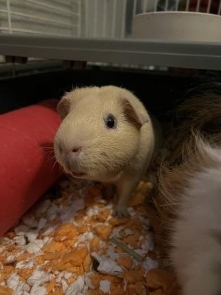 Enlarge Arthur, a Adoptable Guinea Pig in Lewisville, TX image 1/1