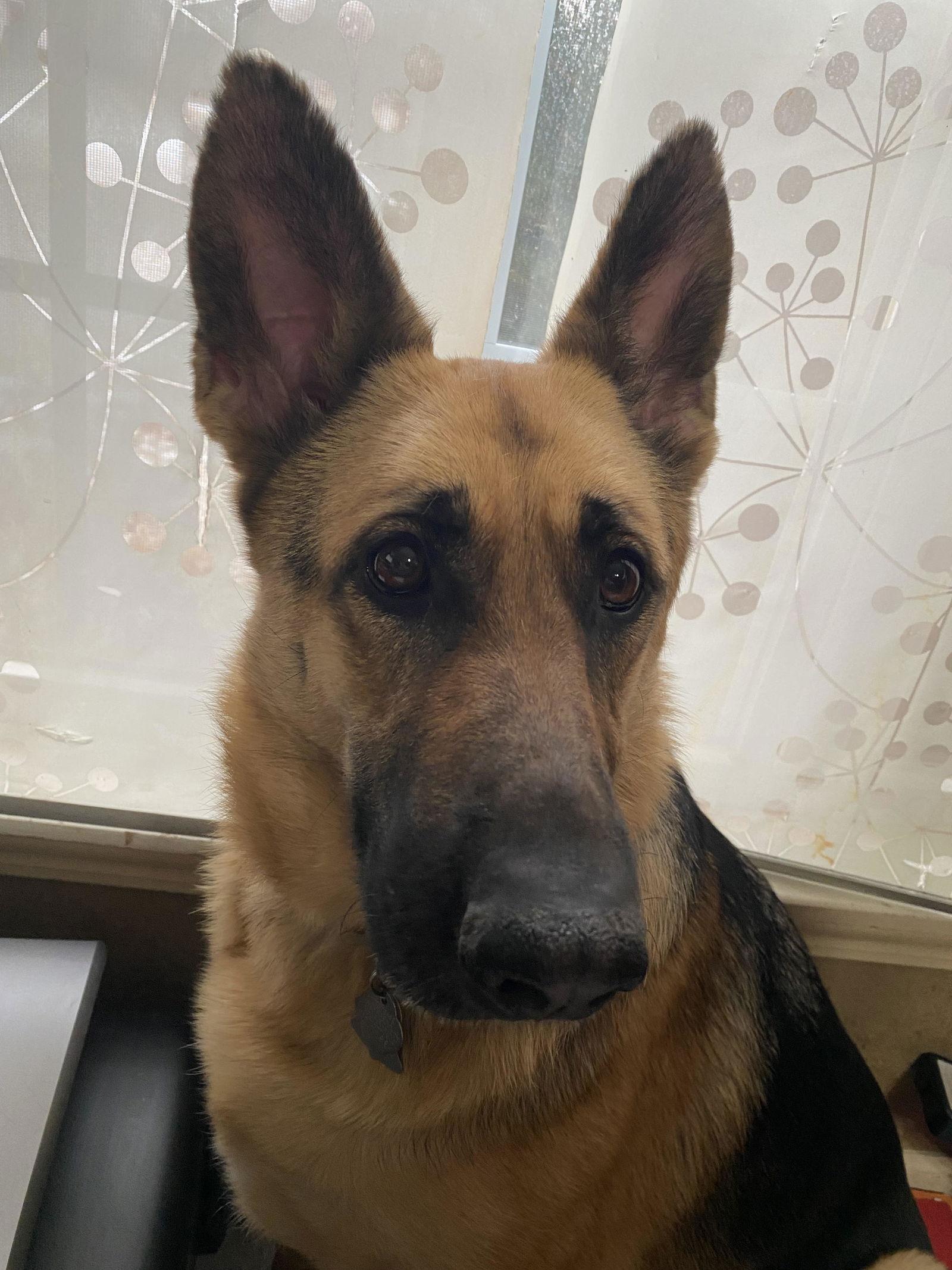 Enlarge Sadie, a Adopted German Shepherd Dog in Council Bluffs, IA image 1/3