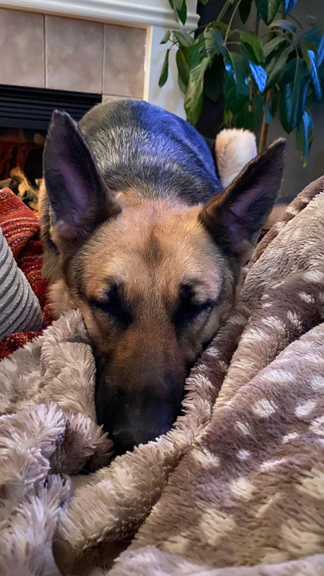 Enlarge Sadie, a Adopted German Shepherd Dog in Council Bluffs, IA image 2/3