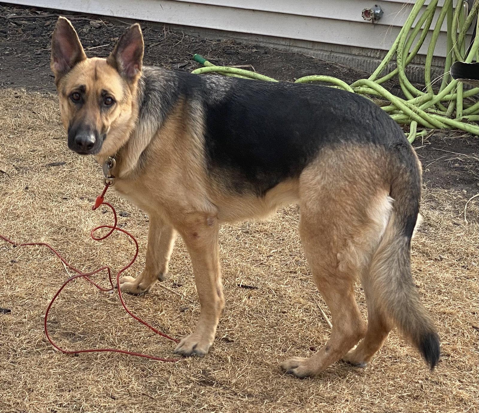 Enlarge Sadie, a Adopted German Shepherd Dog in Council Bluffs, IA image 3/3