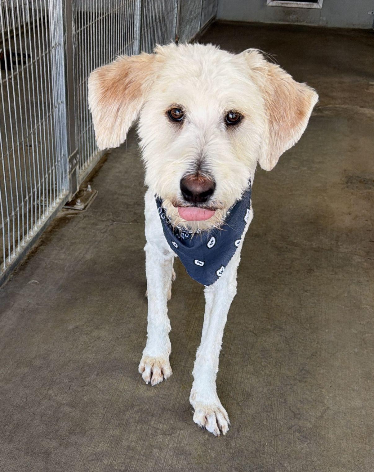 Waylon, adopted, Young Male Sheepadoodle.
