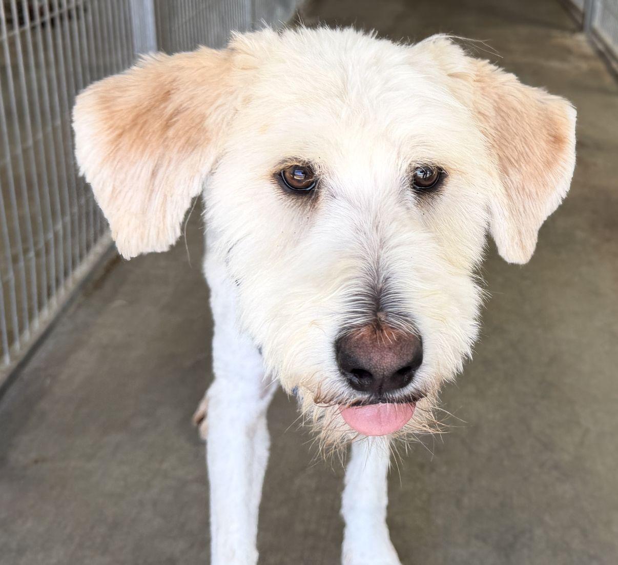 Enlarge Waylon, an adopted mixed breed in El Paso, TX image 2/6