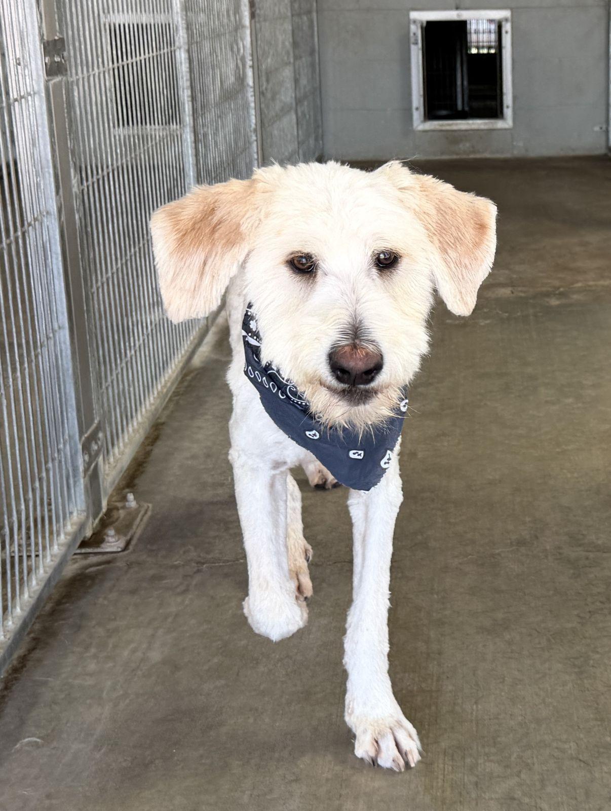 Enlarge Waylon, an adopted mixed breed in El Paso, TX image 4/6