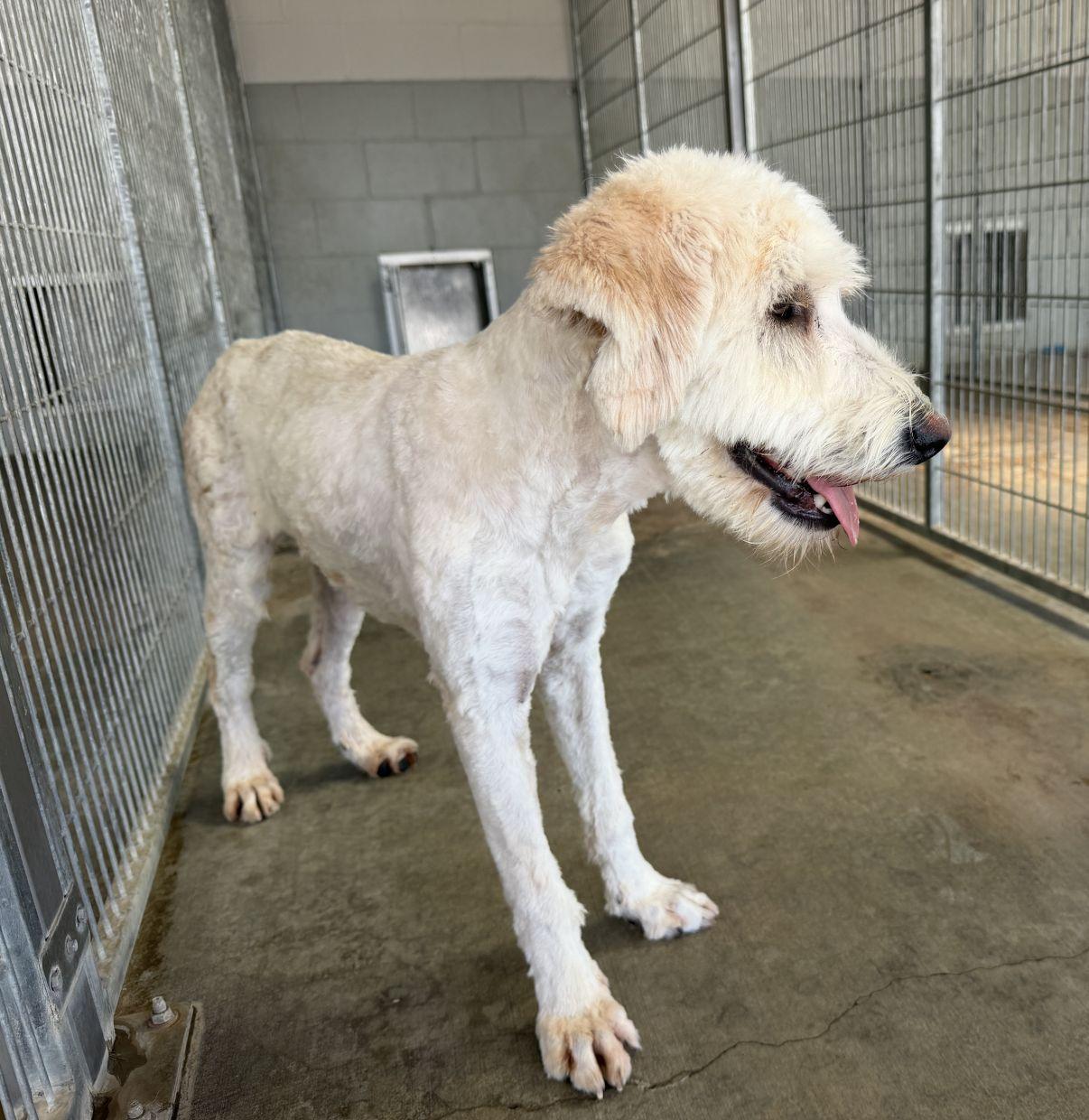 Enlarge Waylon, an adopted mixed breed in El Paso, TX image 5/6