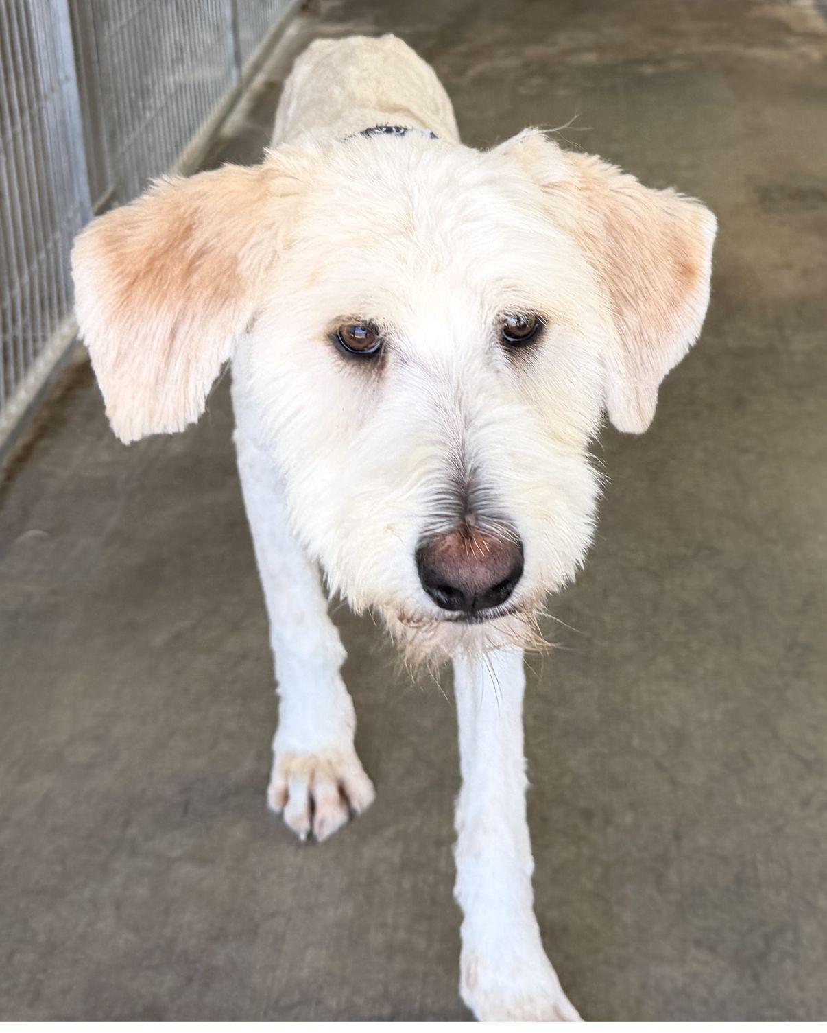 Enlarge Waylon, an adopted mixed breed in El Paso, TX image 3/6