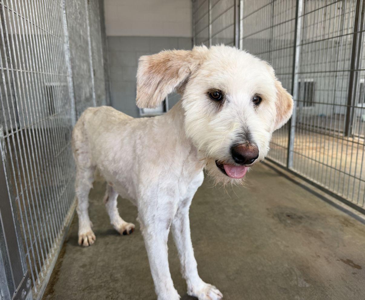 Enlarge Waylon, an adopted mixed breed in El Paso, TX image 6/6