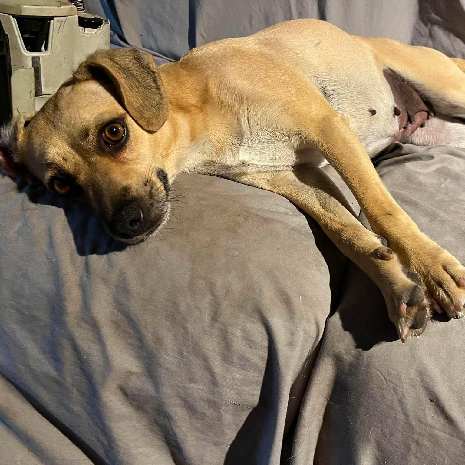 Enlarge Jo Jo, a Adoptable mixed breed in East Windsor , CT image 2/4