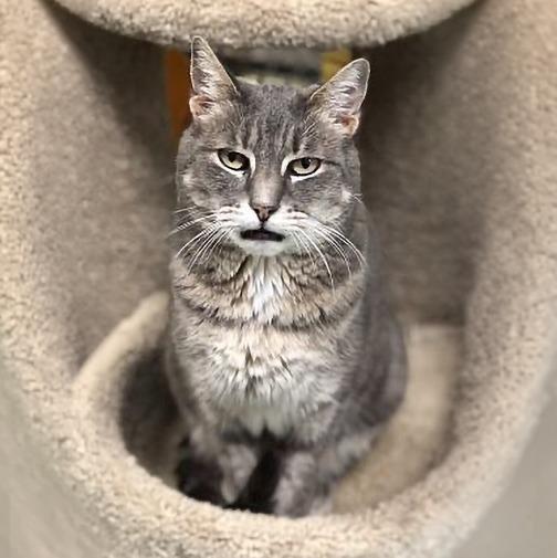Braveheart, Adoptable, Adult Female Domestic Short Hair.