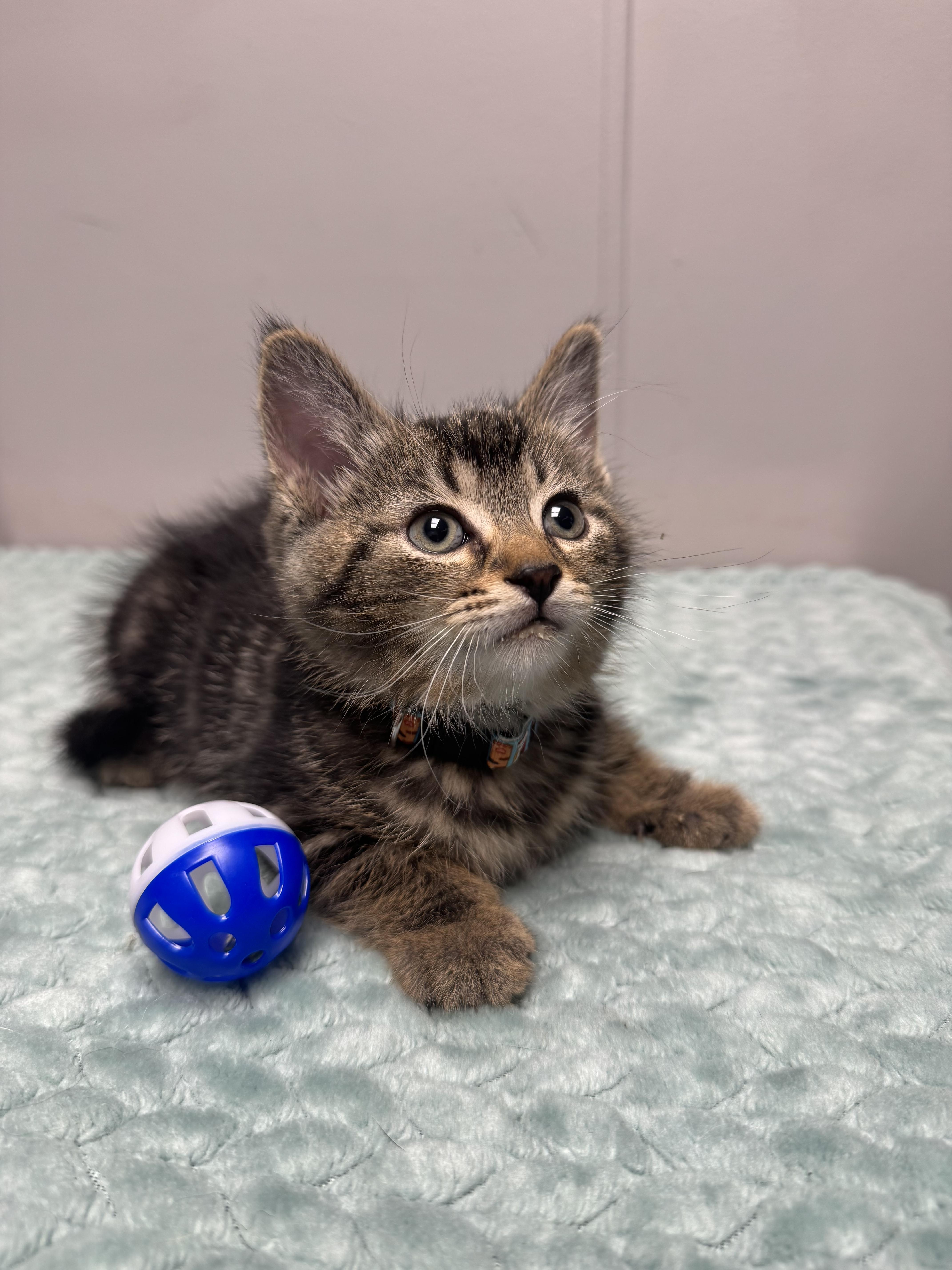 Pico, a Adoptable Domestic Short Hair in Walker, MI image 6/6