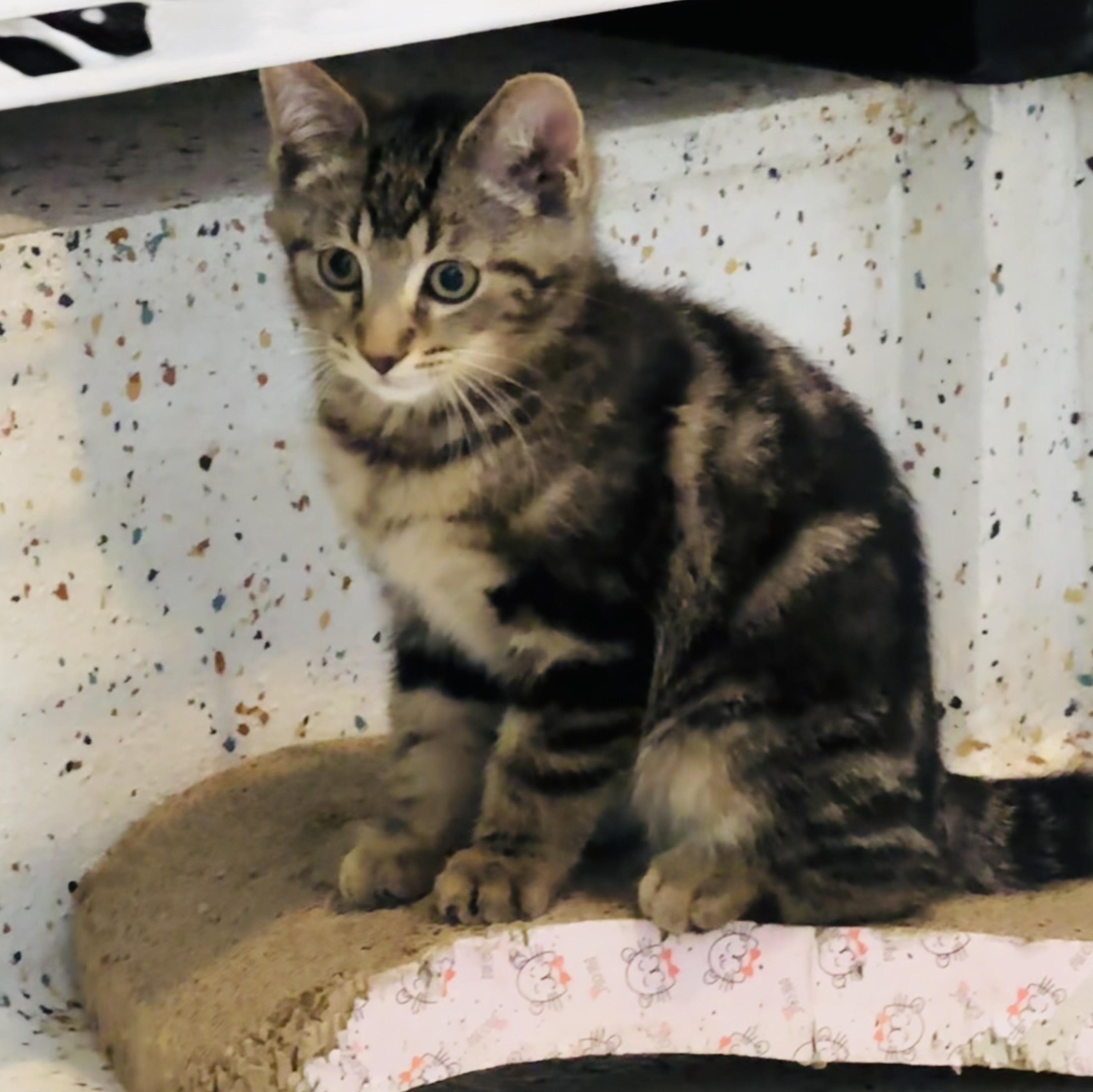 Enlarge Pico, a Adoptable Domestic Short Hair in Walker, MI image 4/6