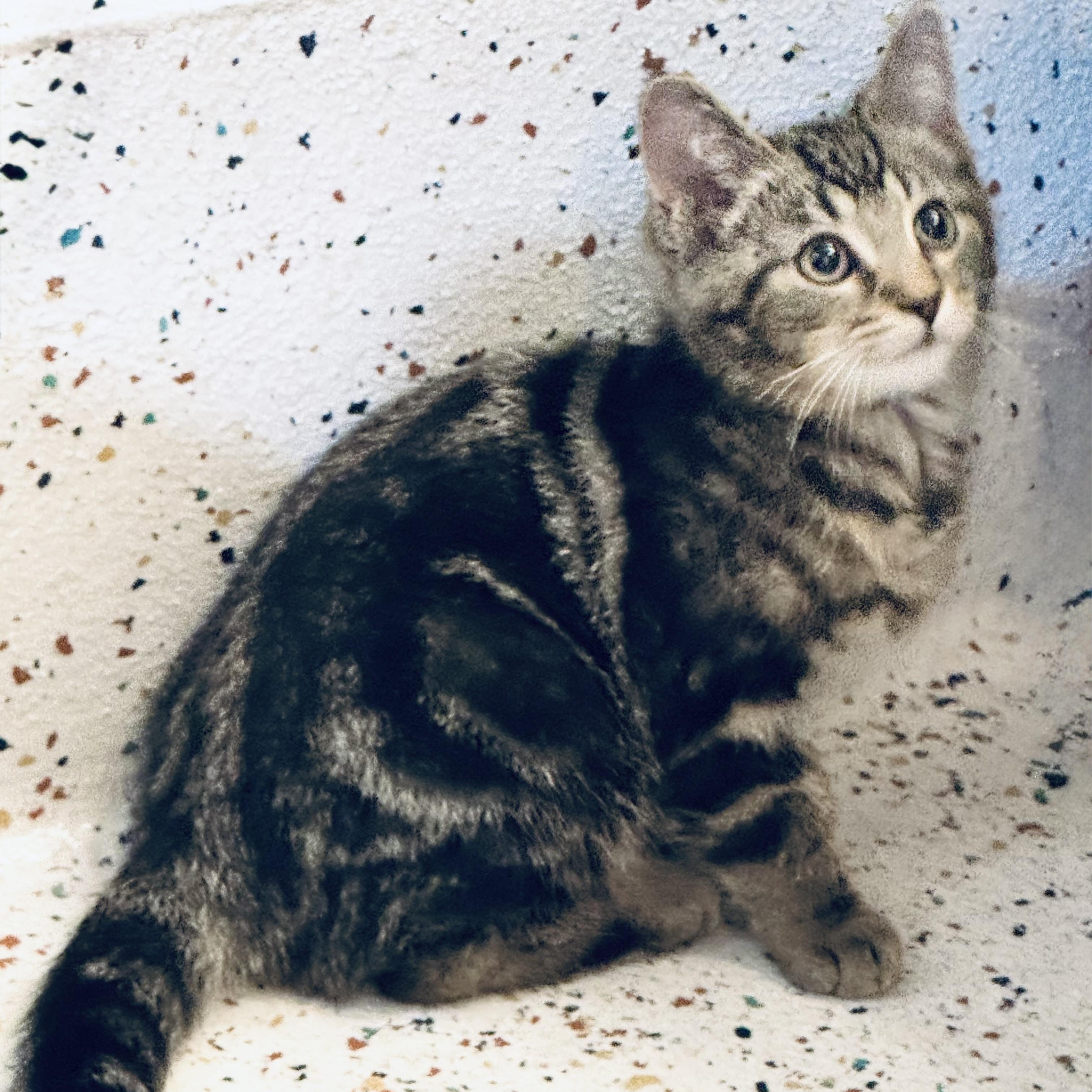 Enlarge Pico, a Adoptable Domestic Short Hair in Walker, MI image 3/6