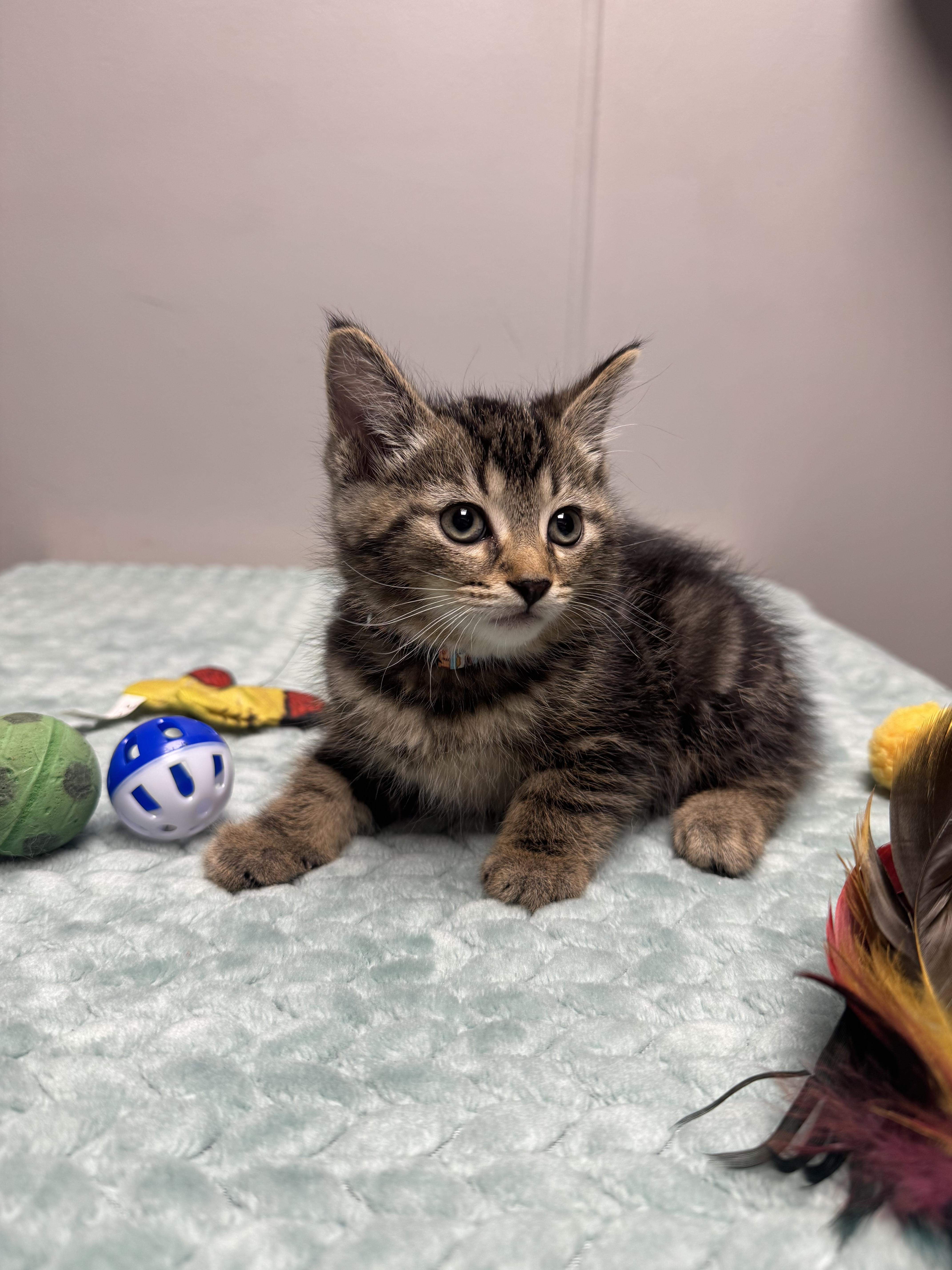 Pico, a Adoptable Domestic Short Hair in Walker, MI image 3/6