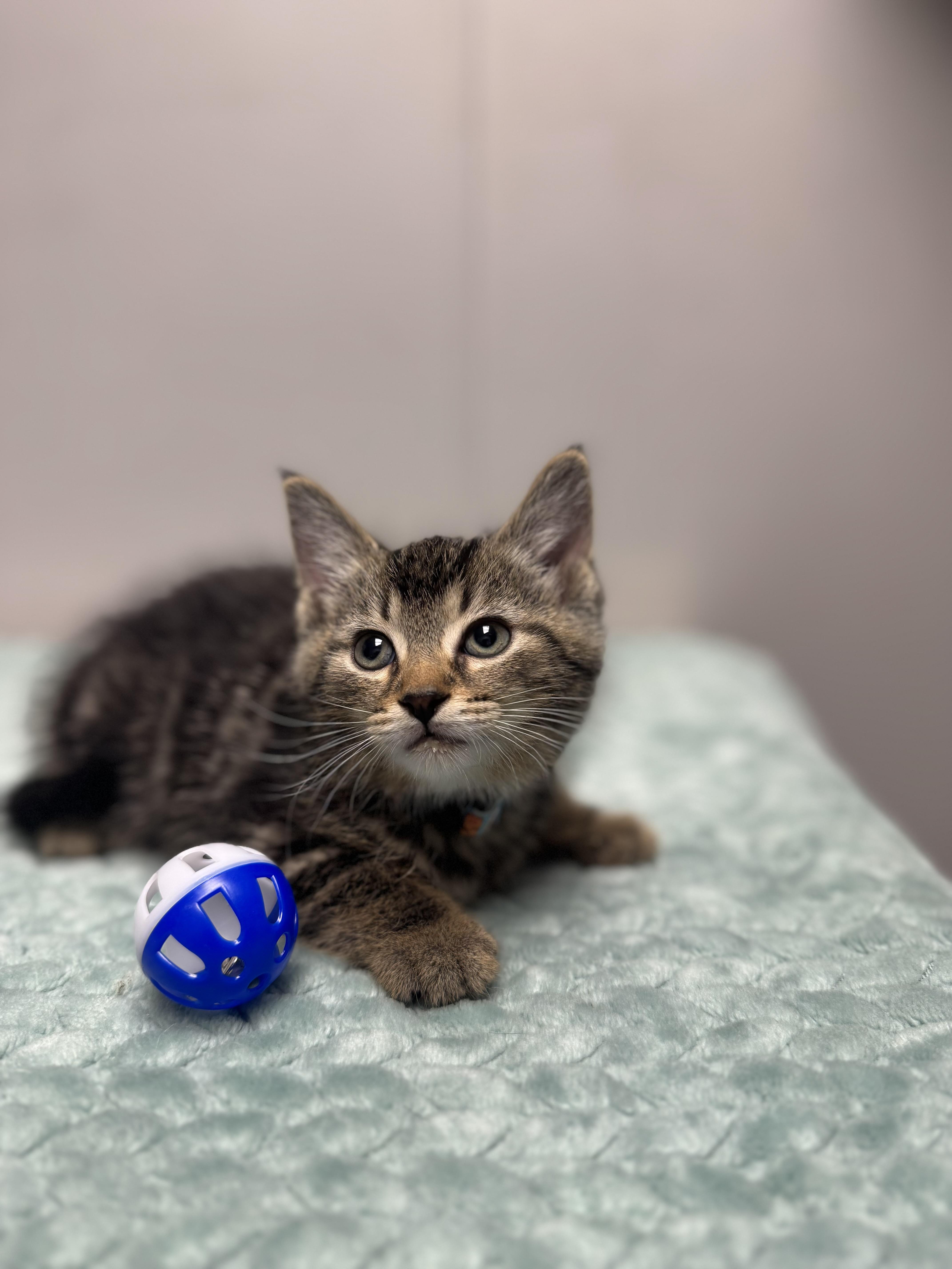Pico, a Adoptable Domestic Short Hair in Walker, MI image 4/6