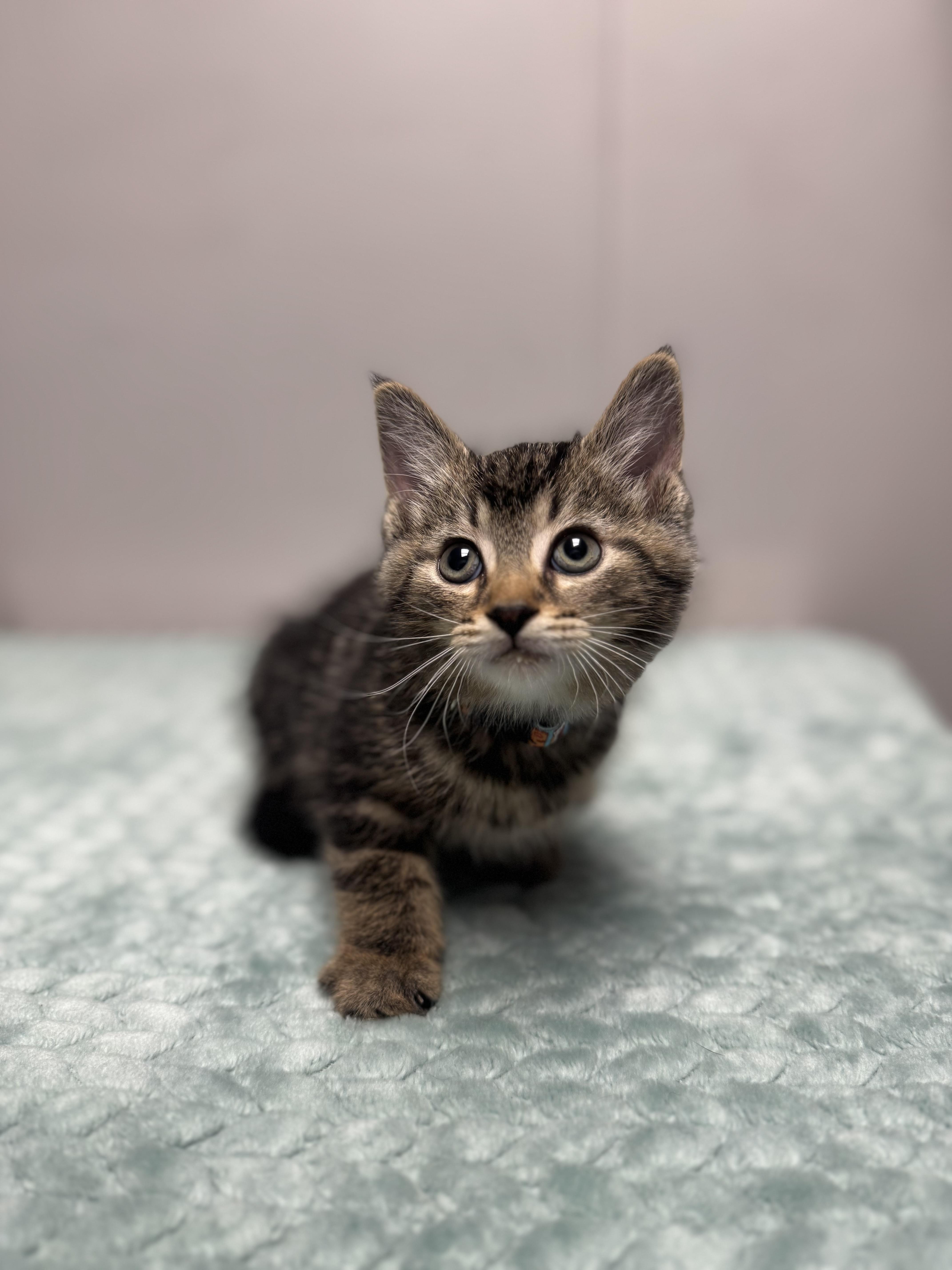 Pico, a Adoptable Domestic Short Hair in Walker, MI image 2/6