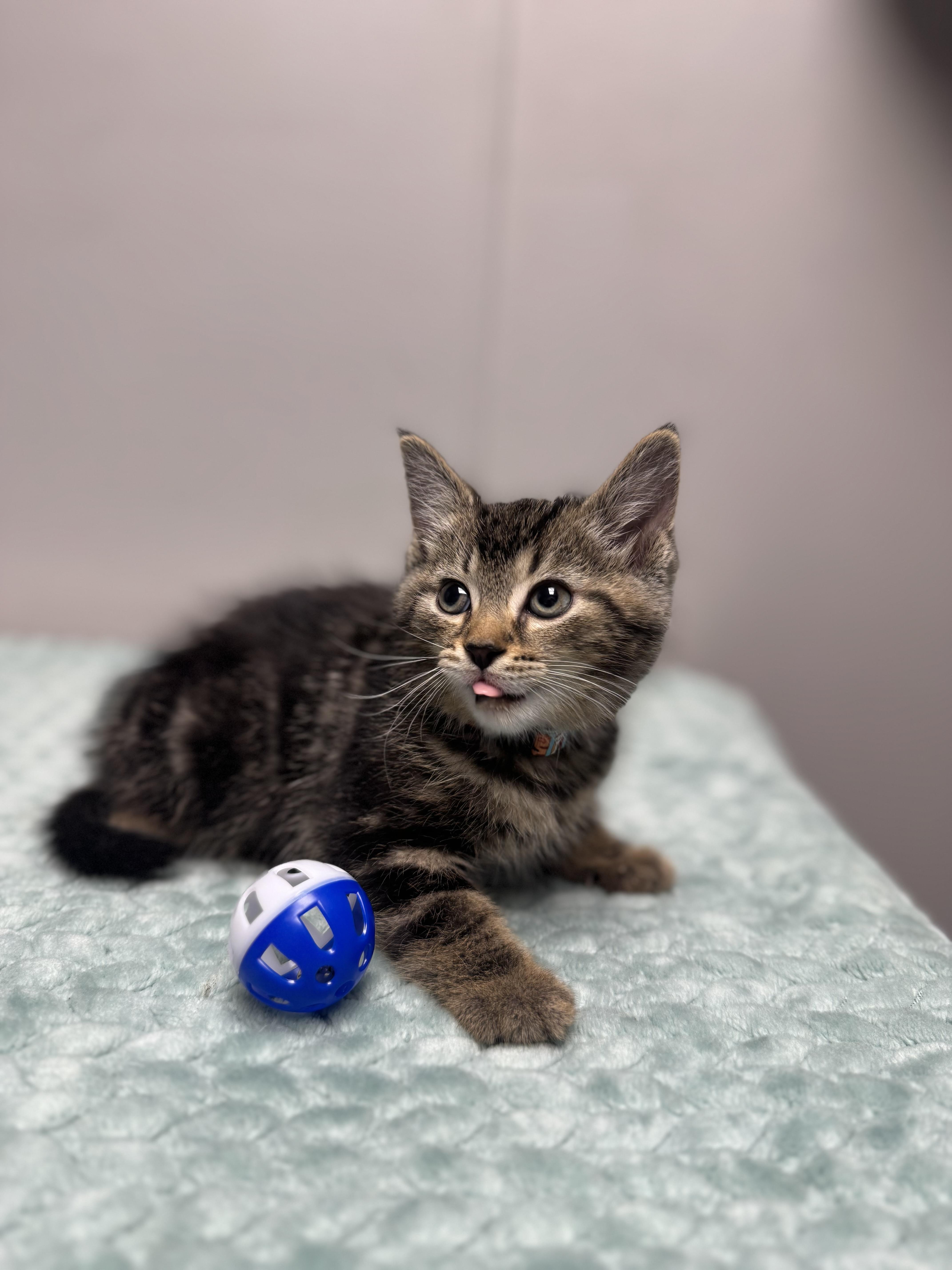 Pico, Adoptable, Kitten Male Domestic Short Hair.