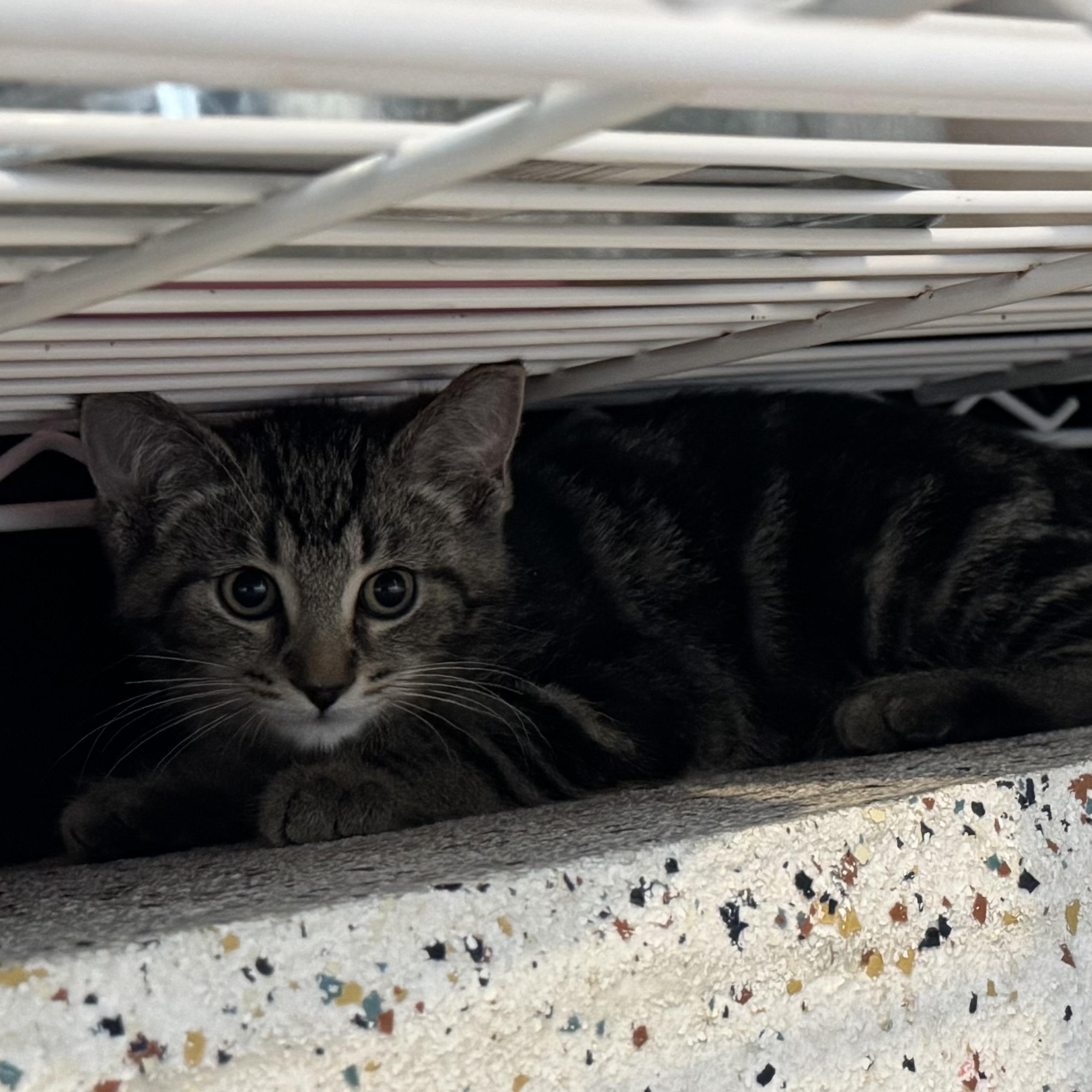 Enlarge Pico, a Adoptable Domestic Short Hair in Walker, MI image 6/6