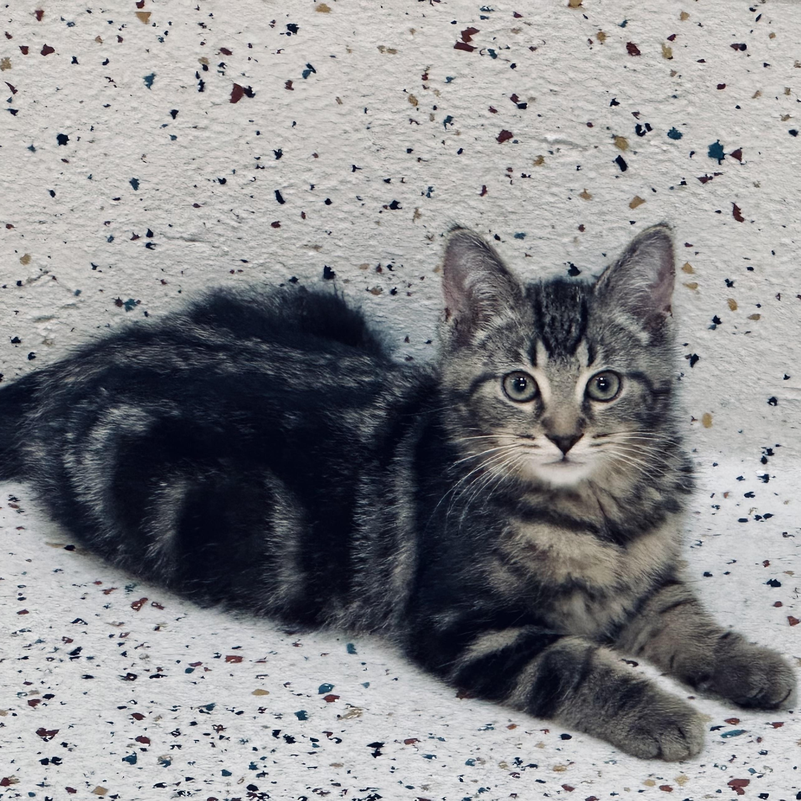 Enlarge Pico, a Adoptable Domestic Short Hair in Walker, MI image 1/6