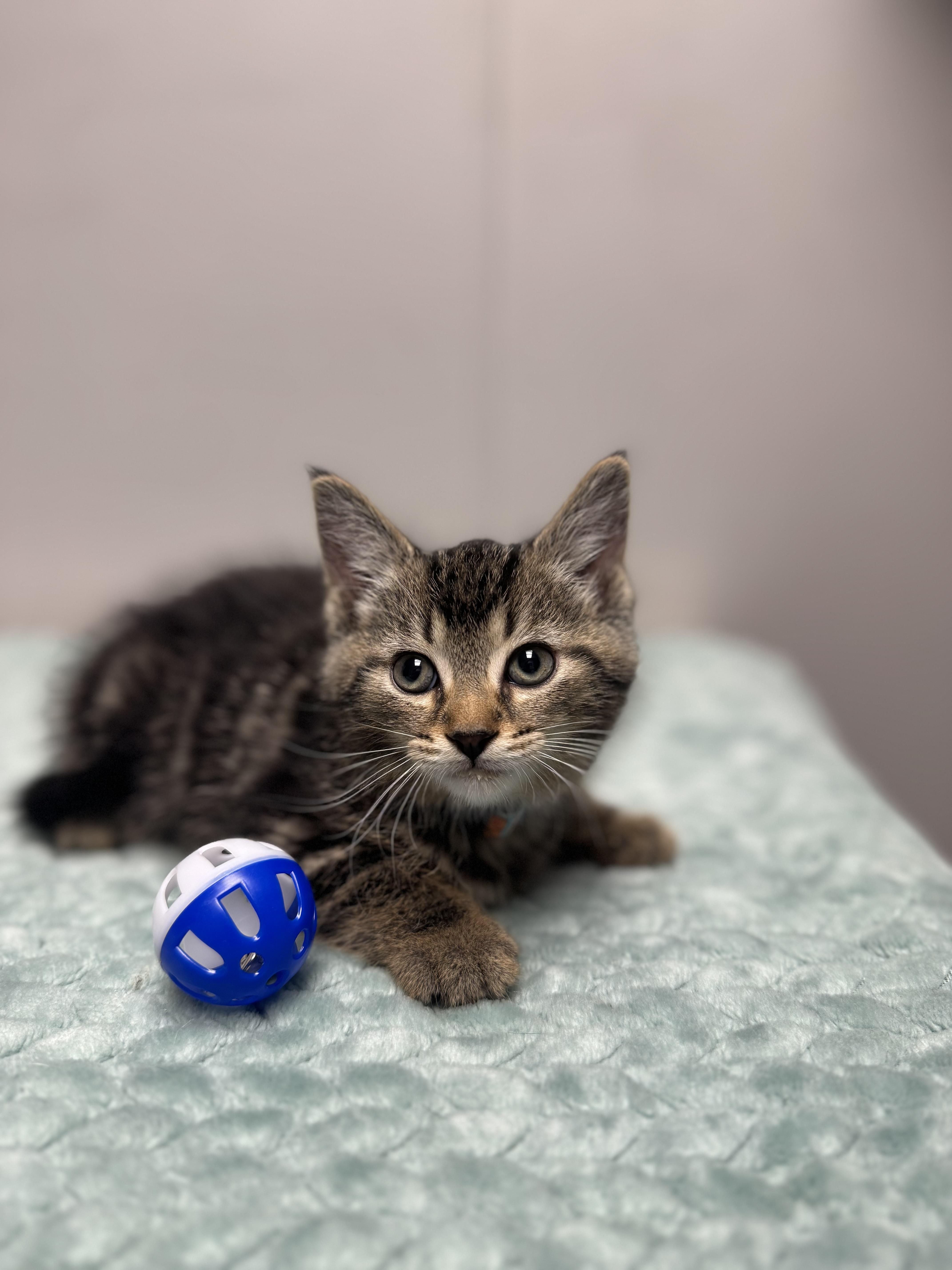 Pico, a Adoptable Domestic Short Hair in Walker, MI image 5/6