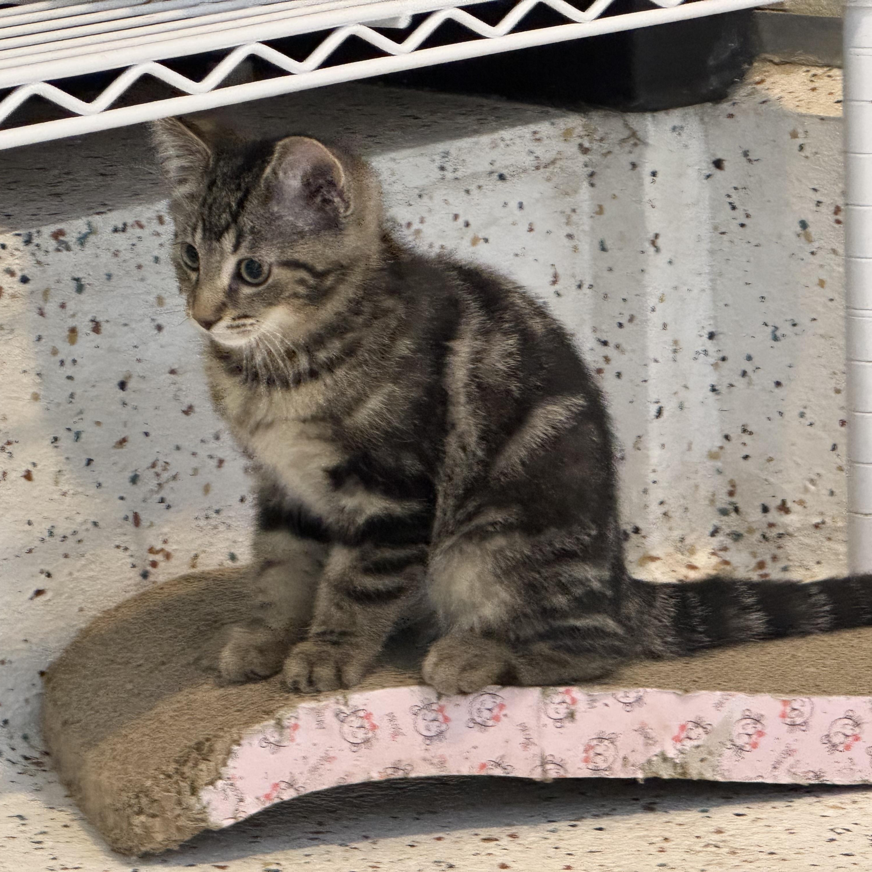 Enlarge Pico, a Adoptable Domestic Short Hair in Walker, MI image 5/6