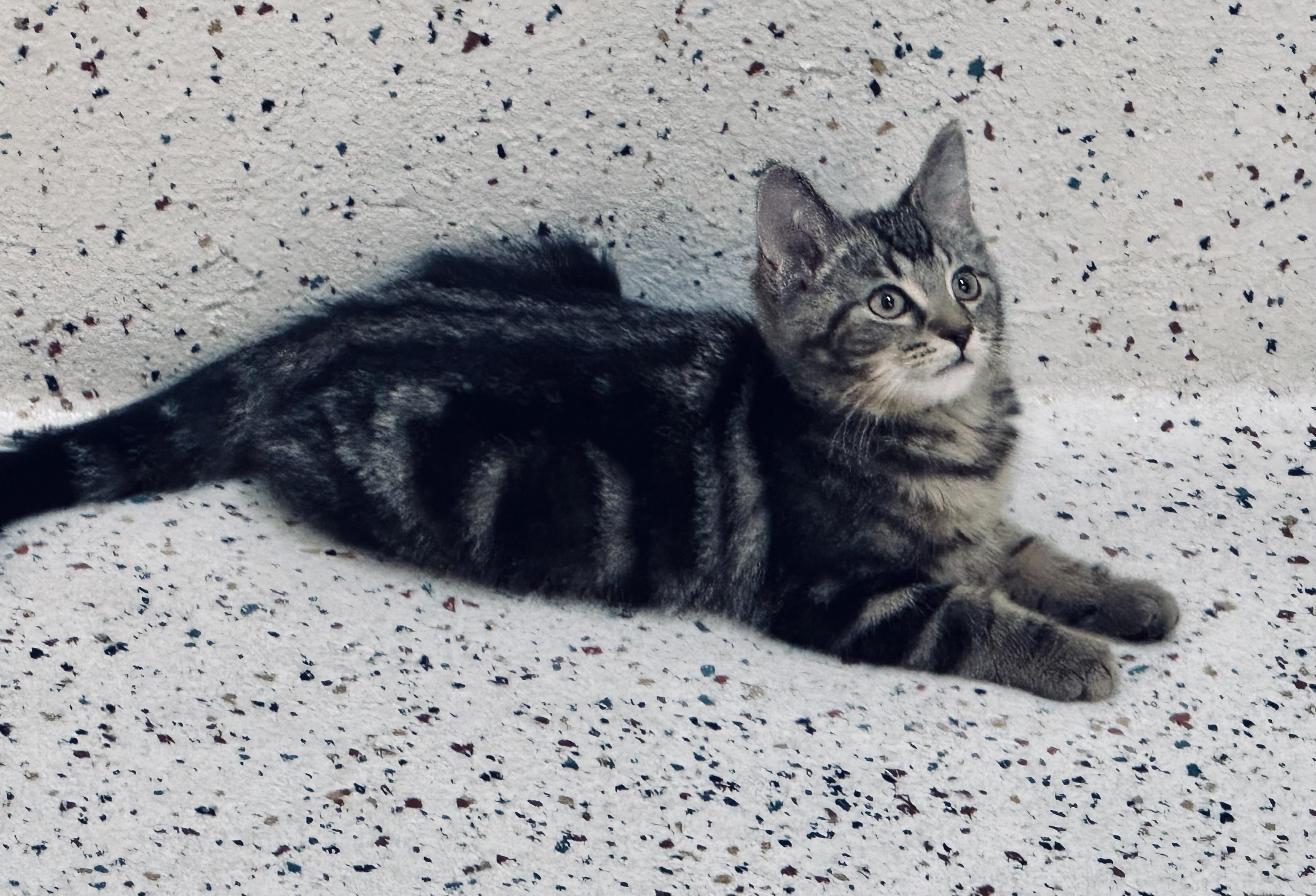 Enlarge Pico, a Adoptable Domestic Short Hair in Walker, MI image 2/6