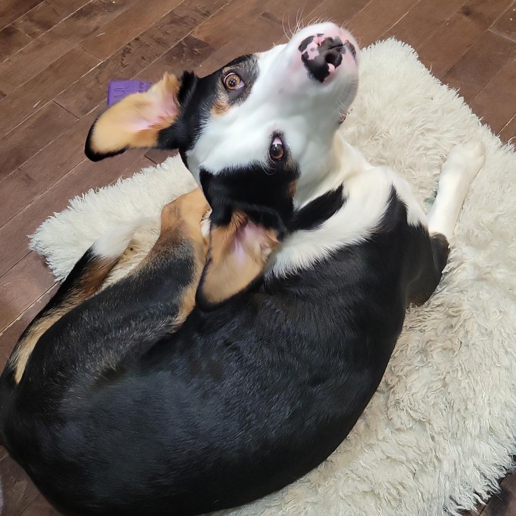 Enlarge Scout, a Adoptable Mixed Breed in Alexandria, VA image 1/4