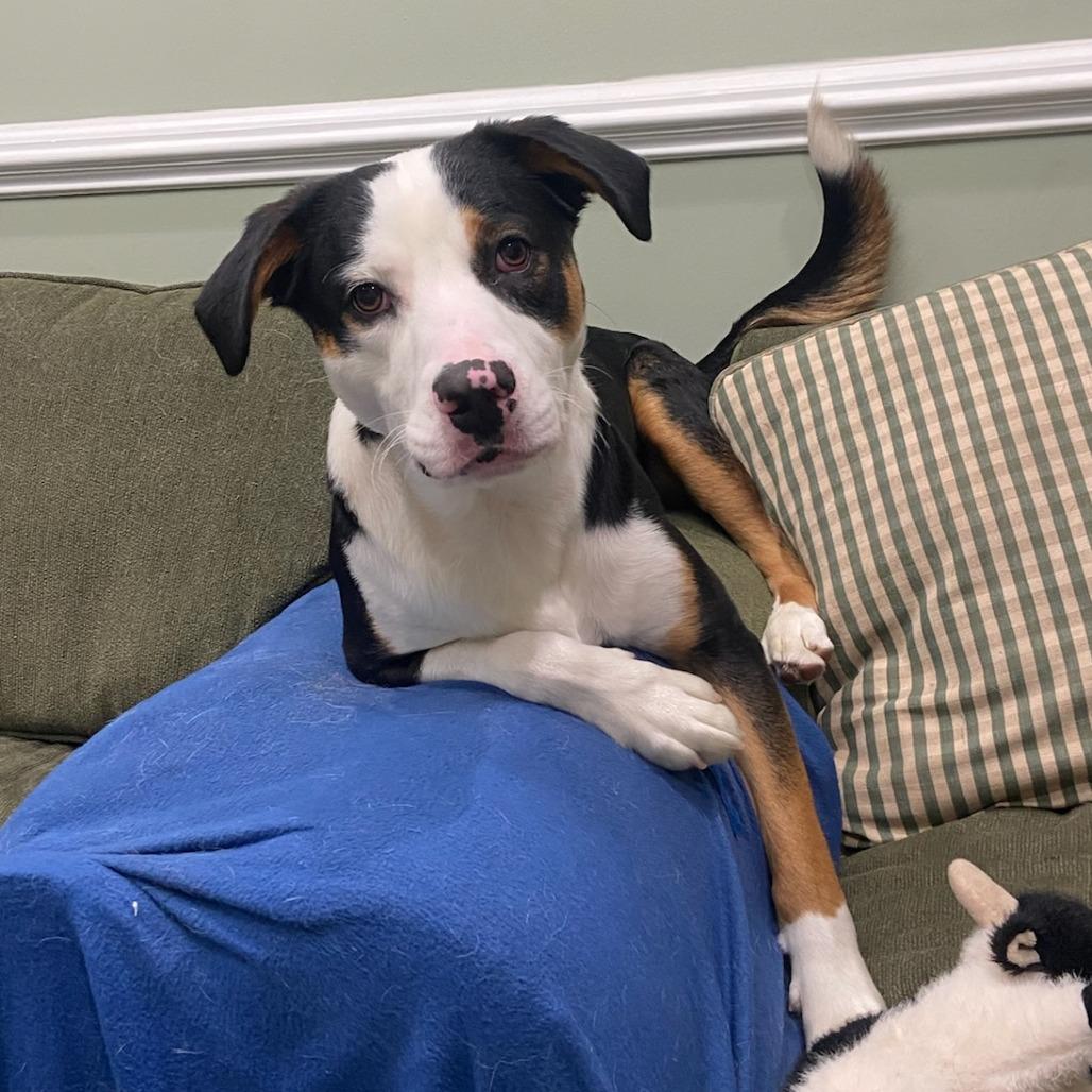 Enlarge Scout, a Adoptable Mixed Breed in Alexandria, VA image 2/4